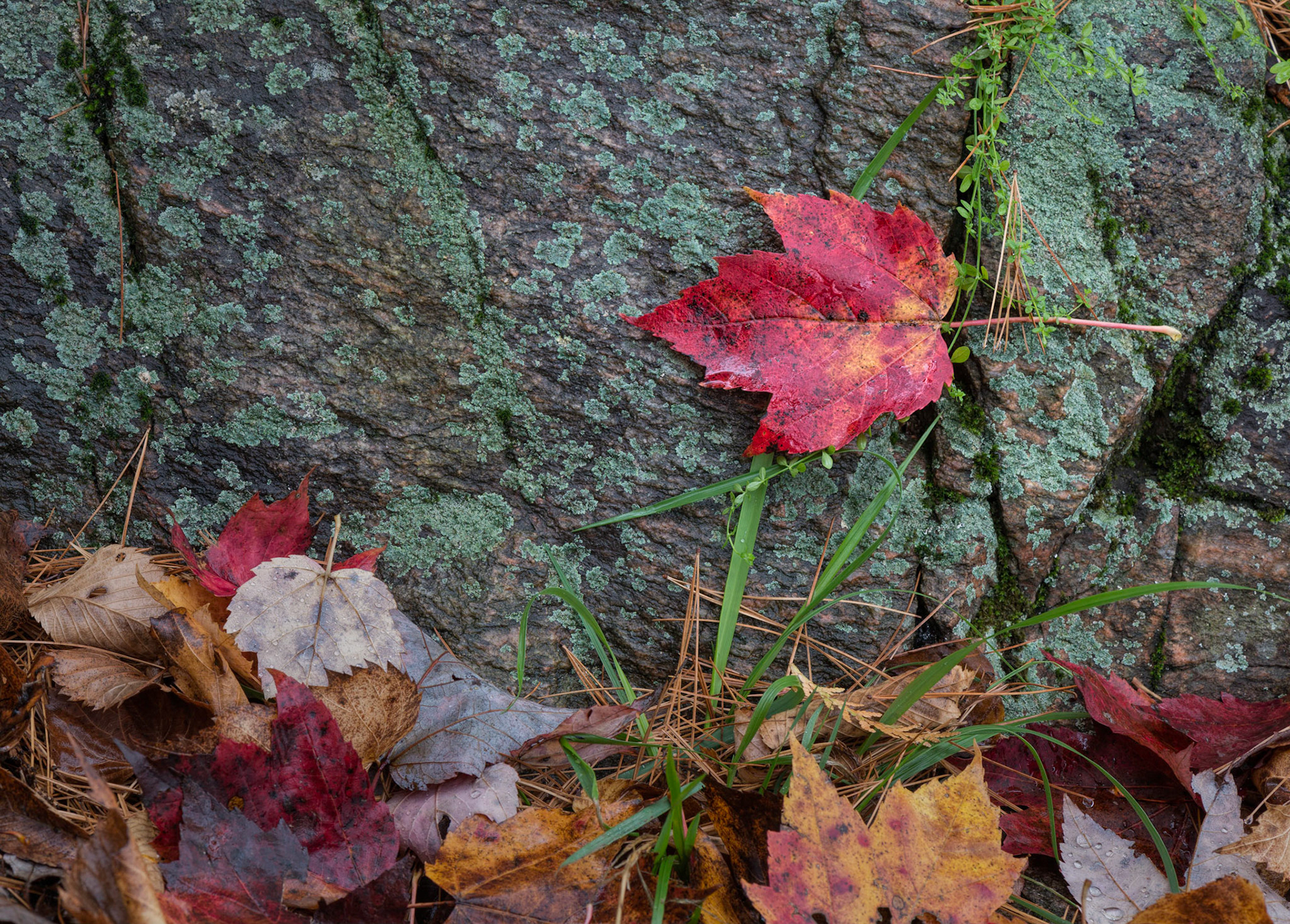 I took several shots of this red/green scene, but this shot most clearly emphasizes the main subject