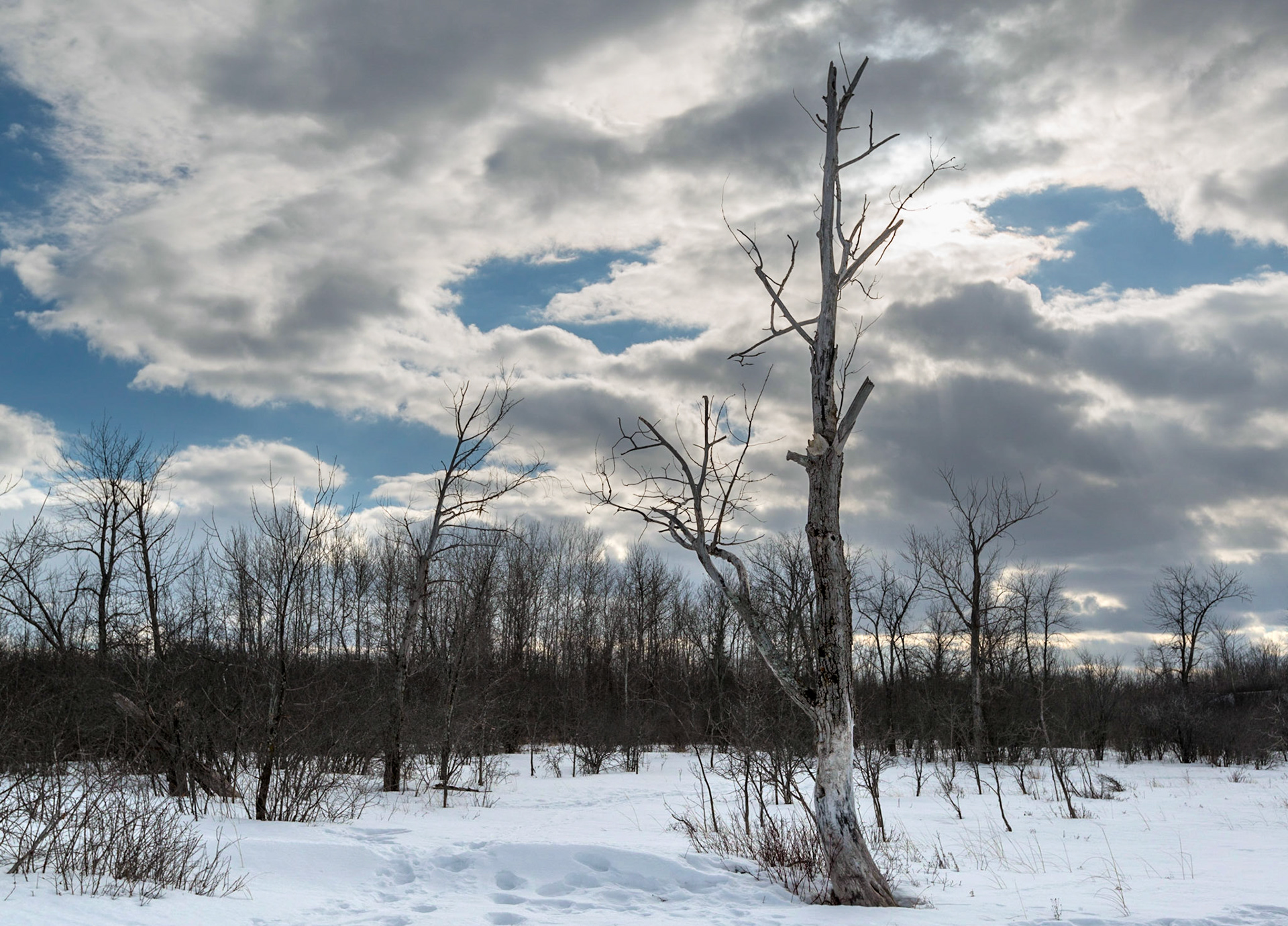 The shore edge is a harsh environment for trees, and this one seems to have little life left.