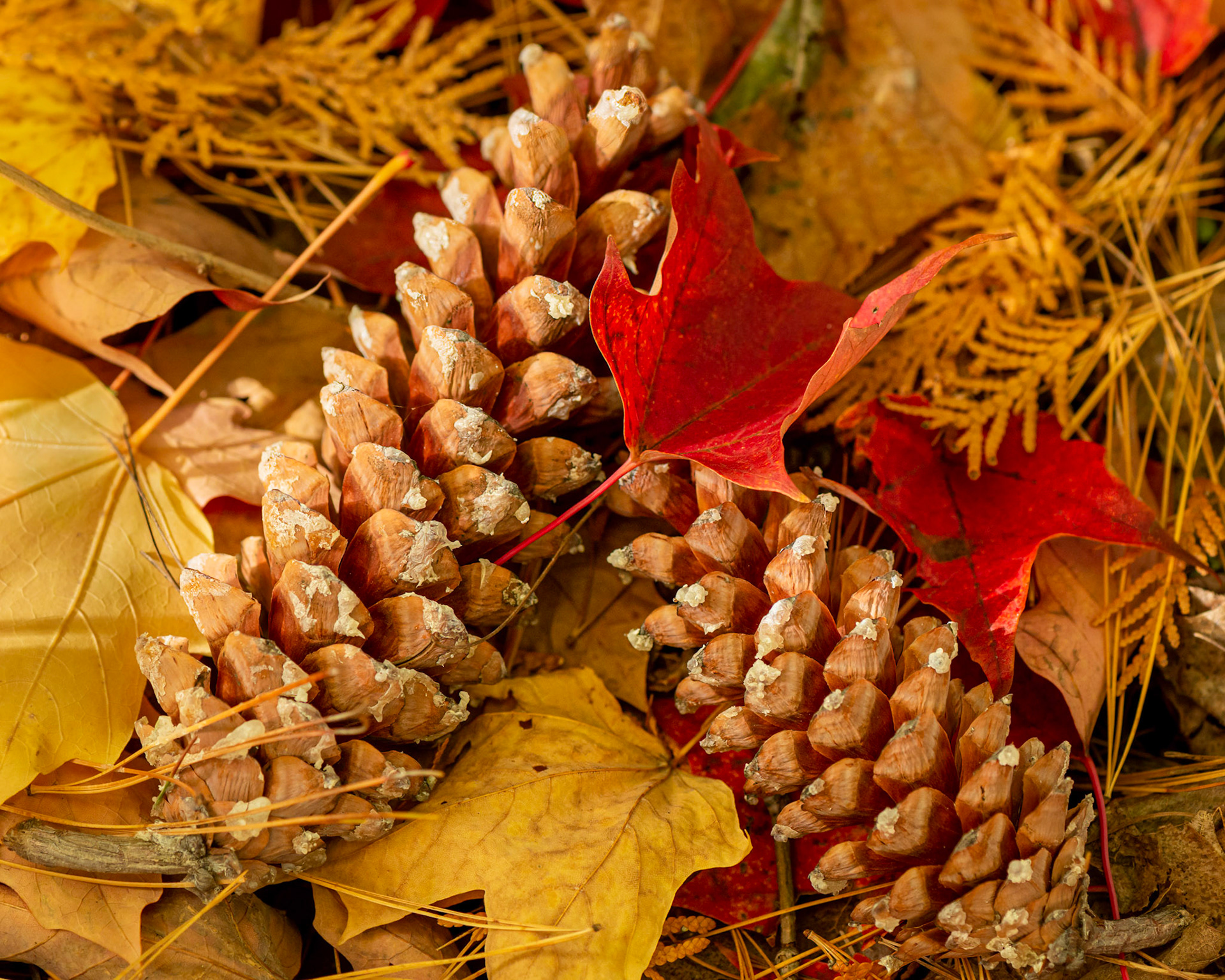 I found this arrangement of the pine cones and leaves very appealing. This speaks to me of the fall season.