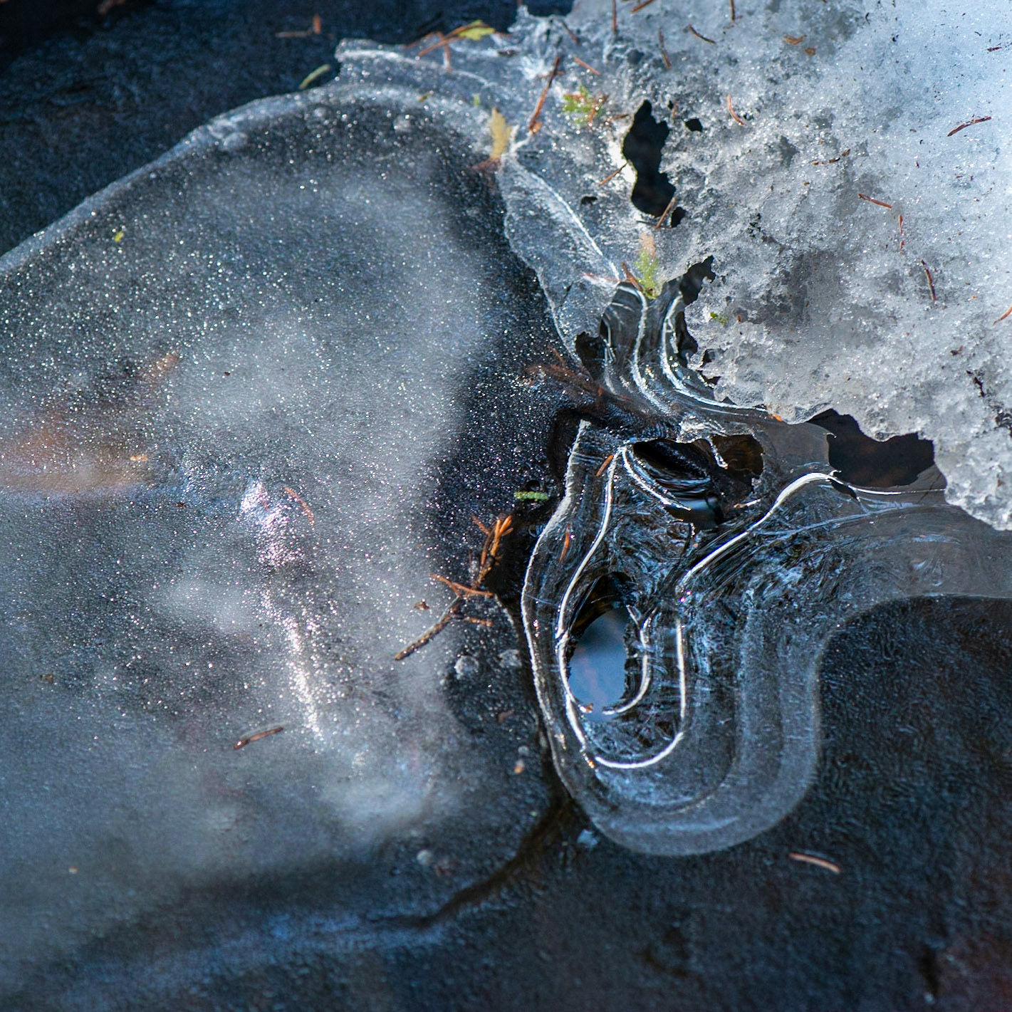 There is a creek that intersects the Jack Henry Envirothon Trail. I saw this pattern in the ice as I left the trail to explore the creek.