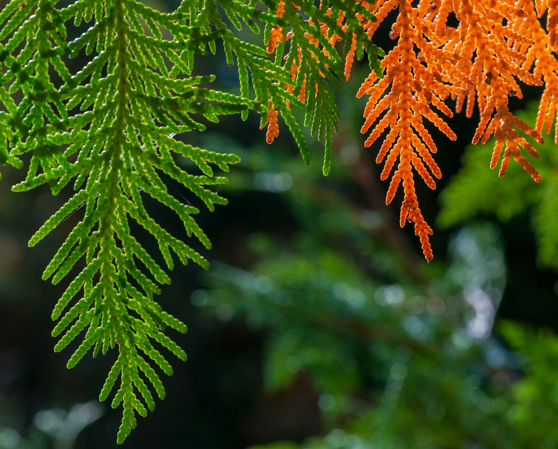 Here is the same backlit tree with a different, simpler, composition.