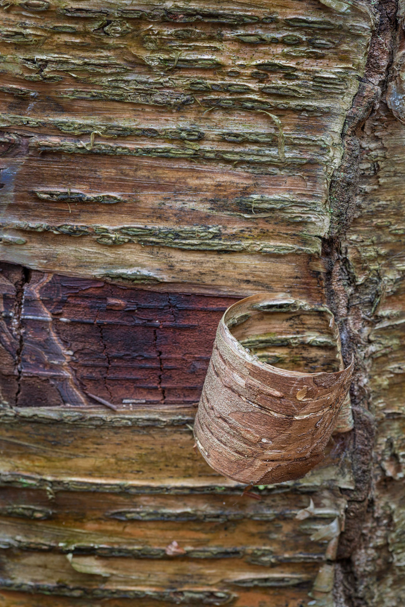 This little detail is easy to miss. I first saw the interesting horizontal lines, and then saw this composition with the curl of bark and the strong vertical line.
