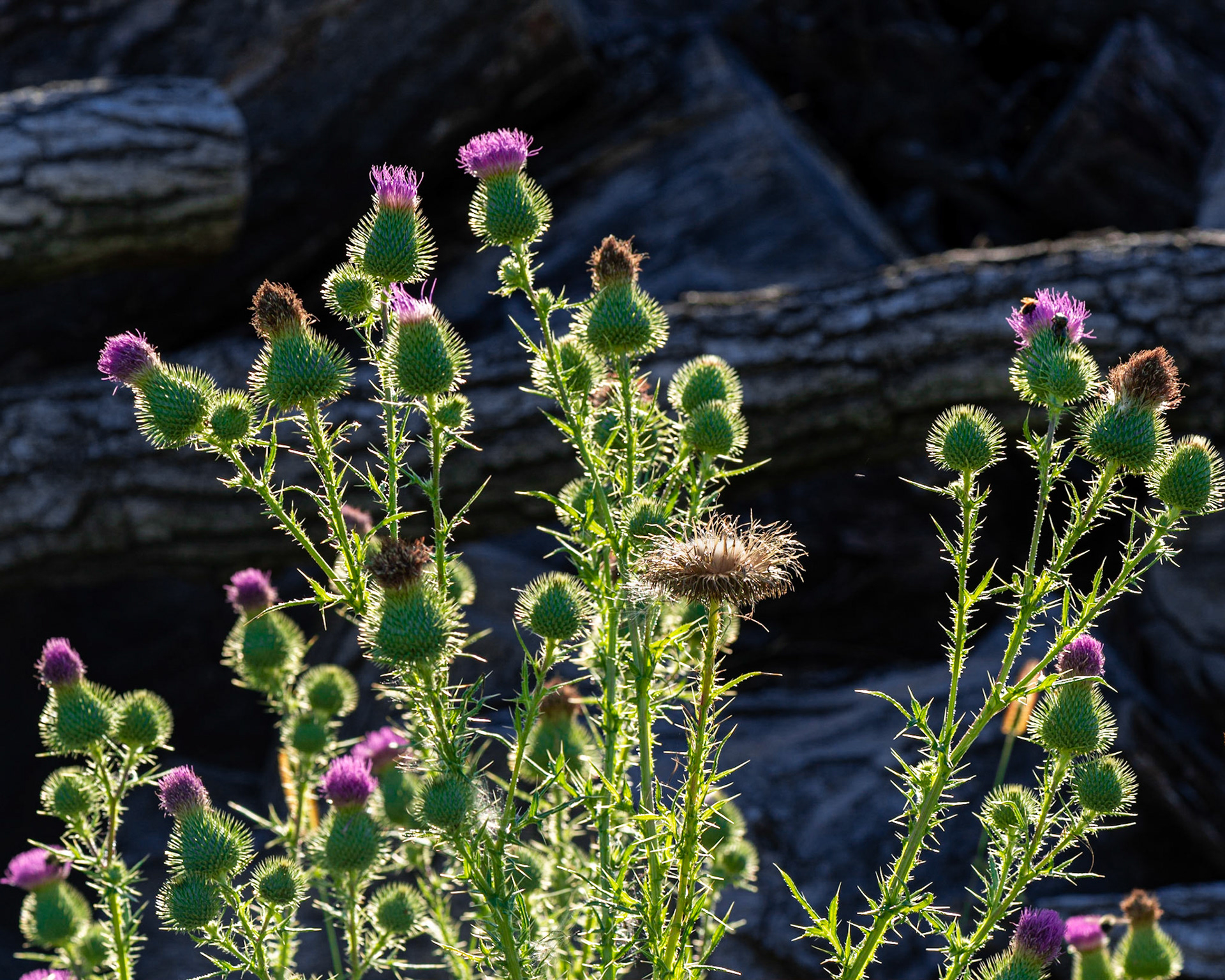 I absolutely love backlighting. The light on these thistles stopped me dead in my tracks and I took several shots. This is my favourite from the series