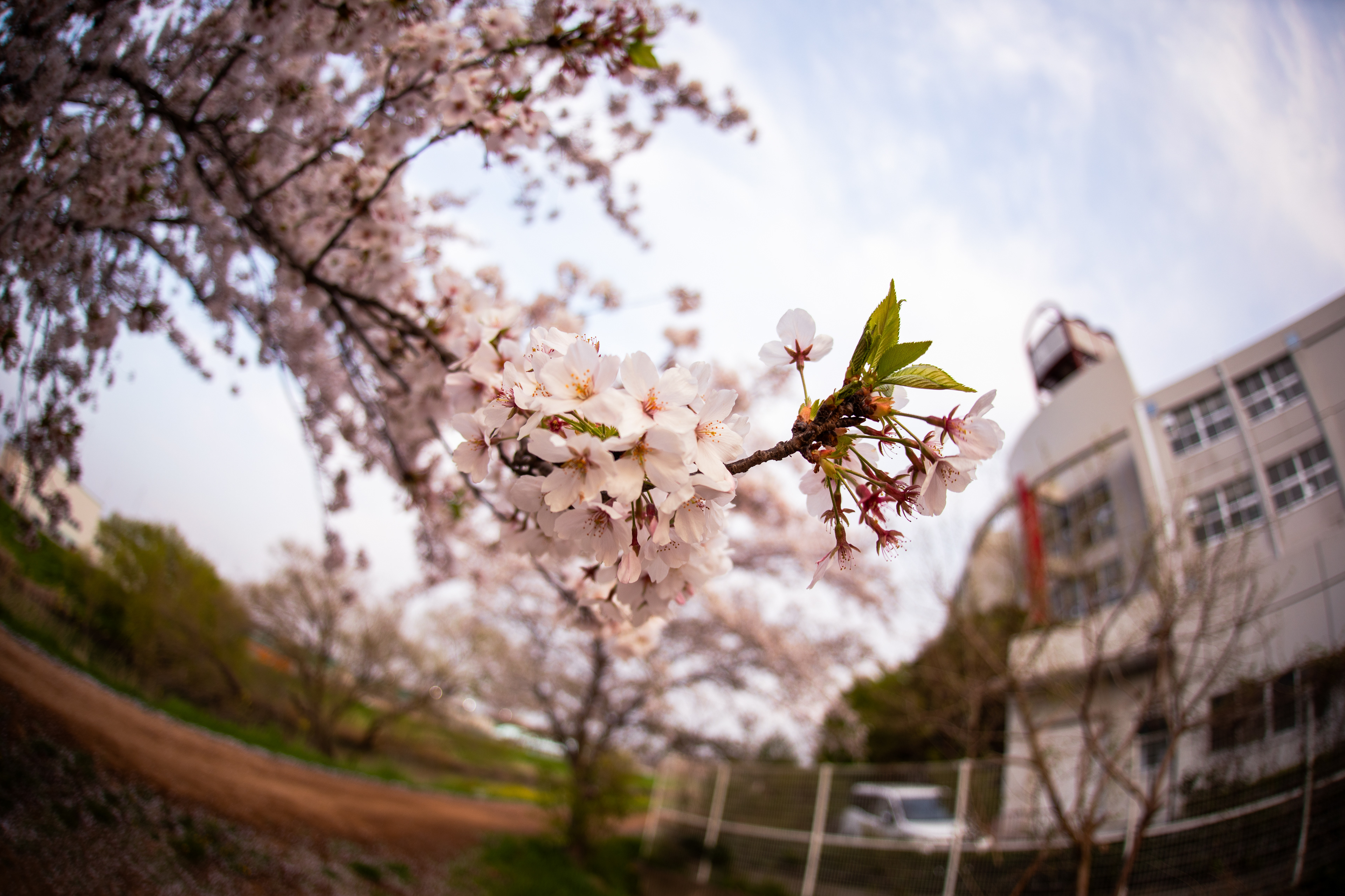 Cherry Blossom