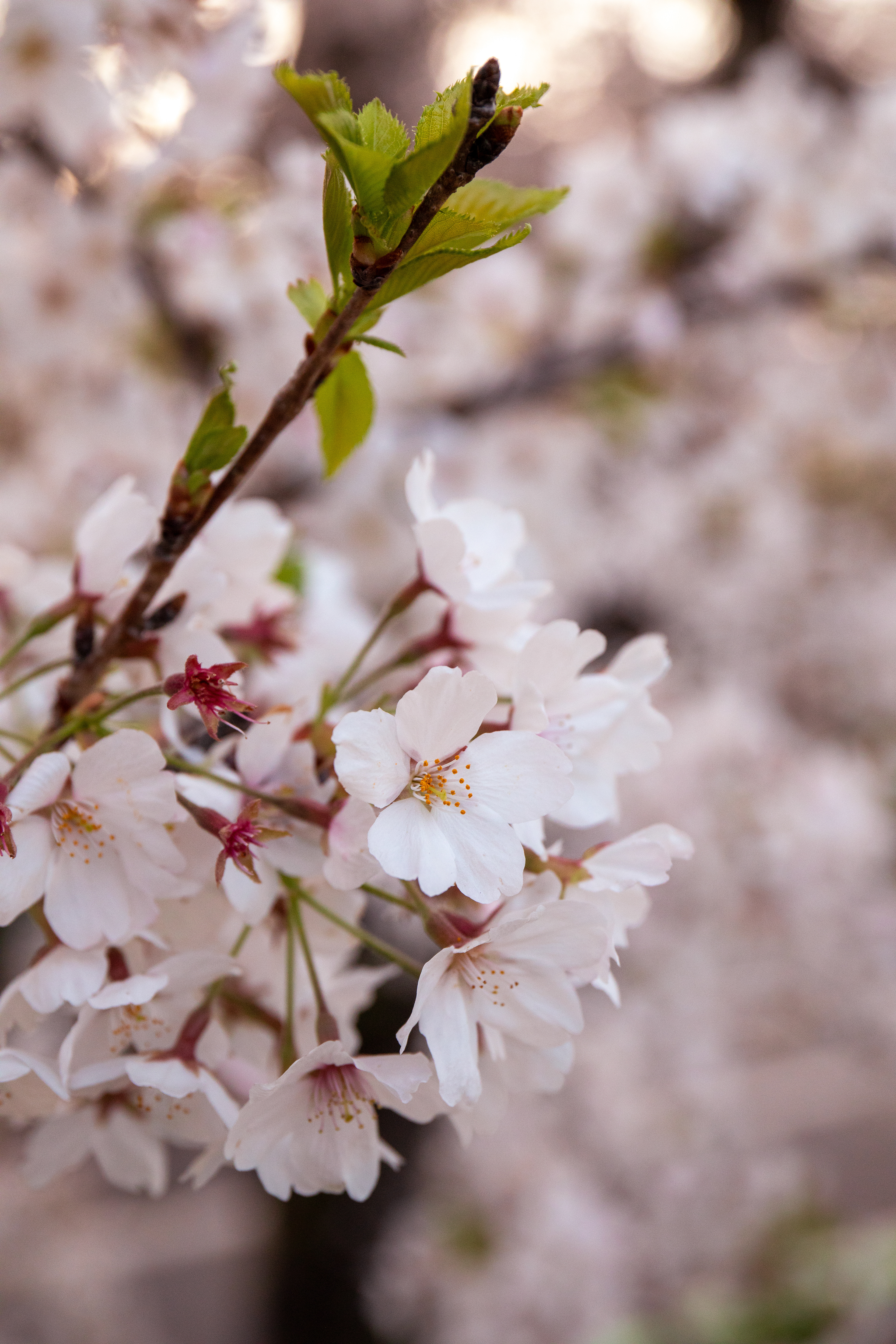 Cherry Blossom 2025
