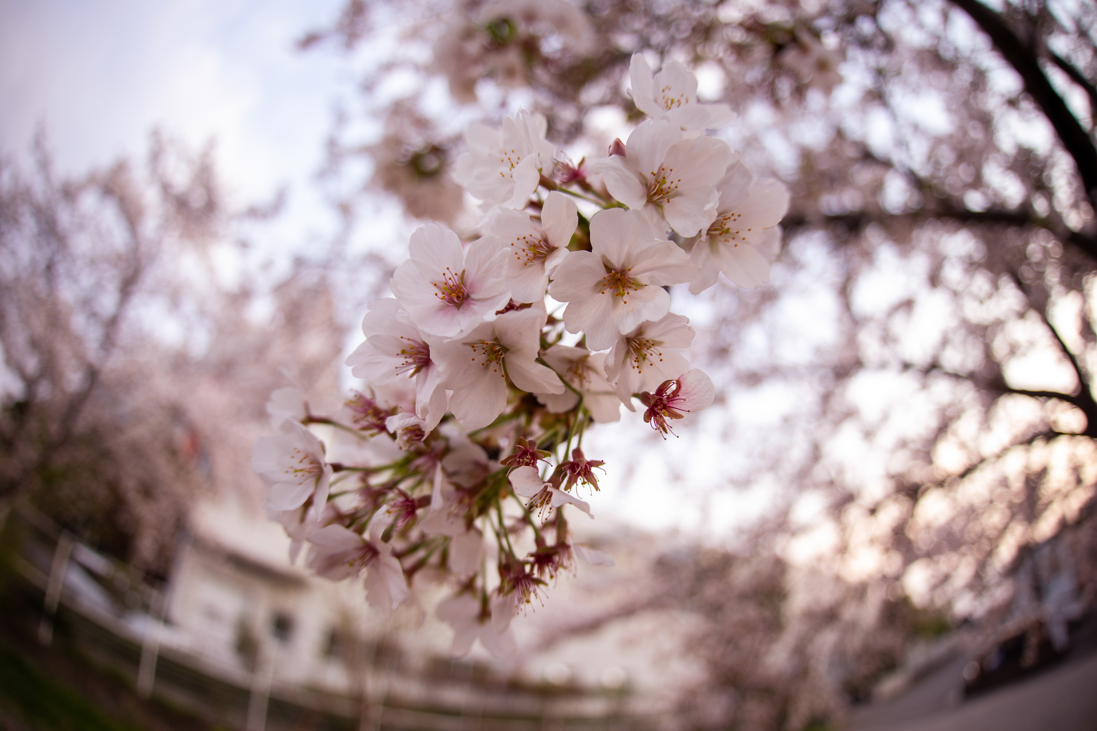 Cherry Blossom 2025