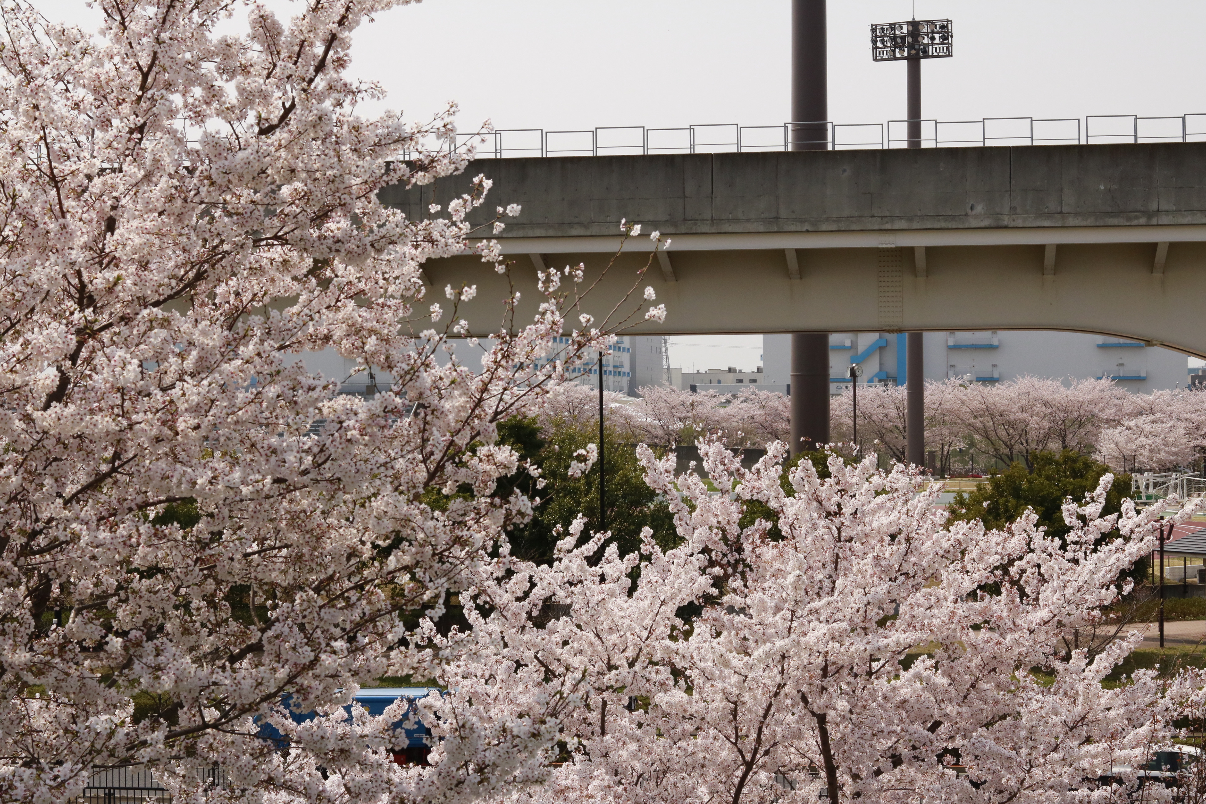 Cherry Blossom 2023