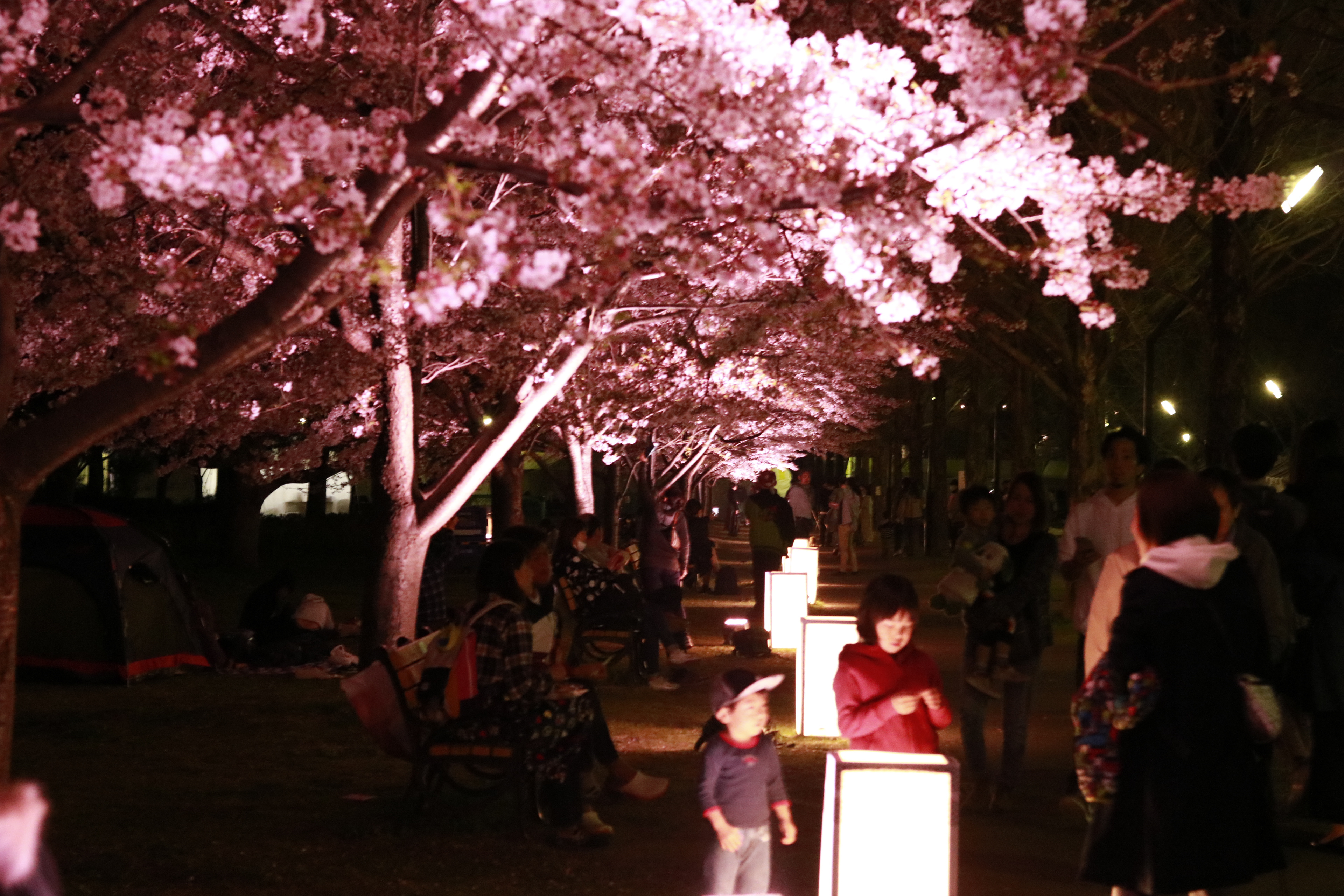 Night Cherry Blossoms