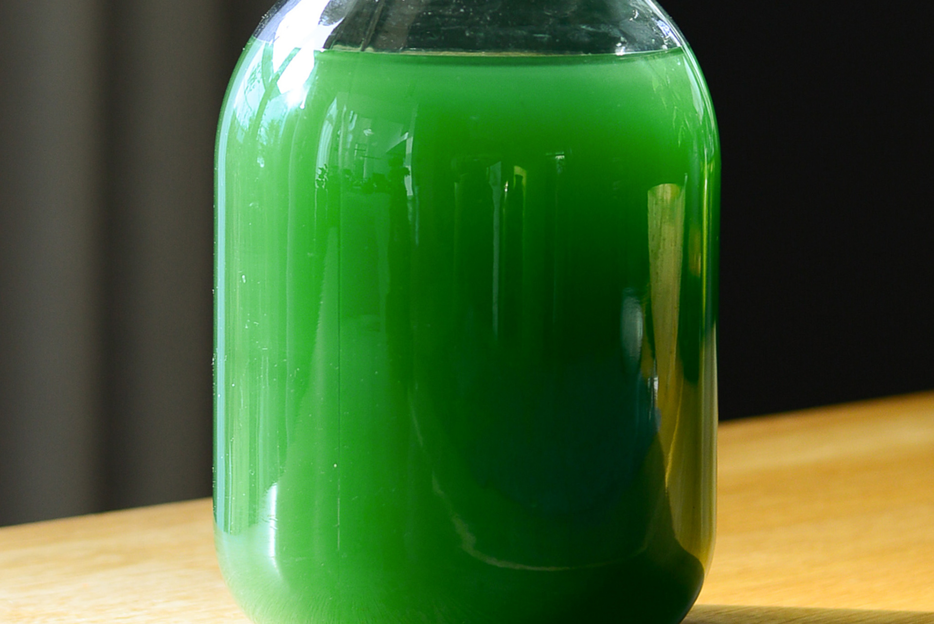 spirulina is a fascinating organism that can also liven up an interior with its vibrant green colour