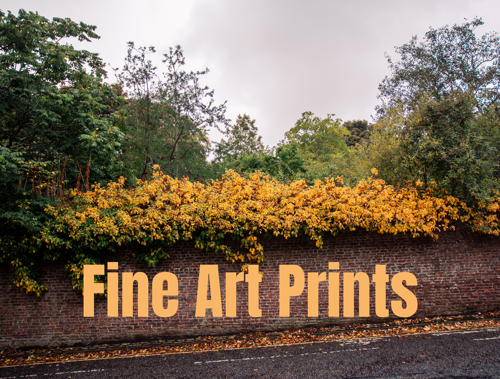 A red brick wall with yellow leaves spilling over the top of it. The text reads "Fine Art Prints".