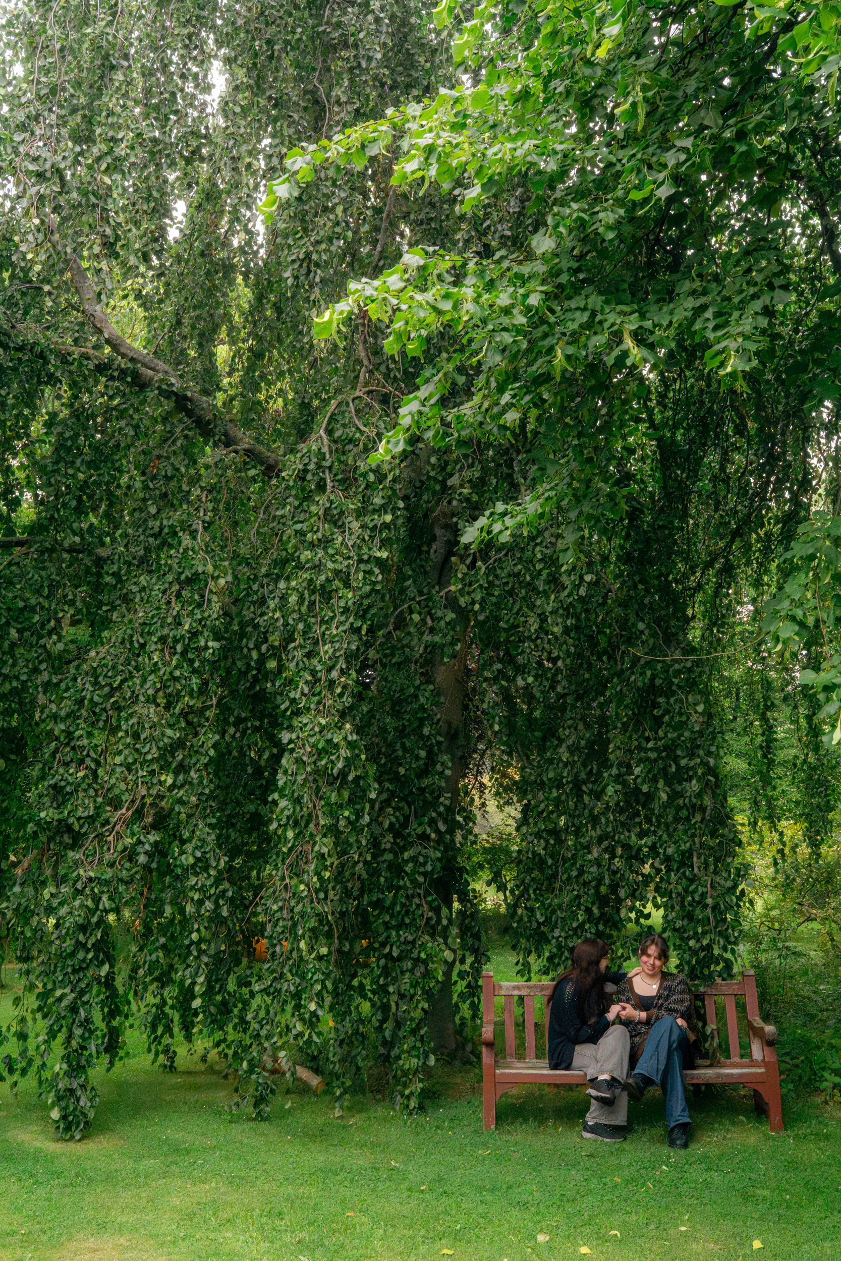 A young married couple sit together on a bench at the lower left of the image. The rest of the image is filled with the loosely hanging branches of the large tree behind them. Taken by Aberdeen wedding photographer, Sarah at Windswept Stories.