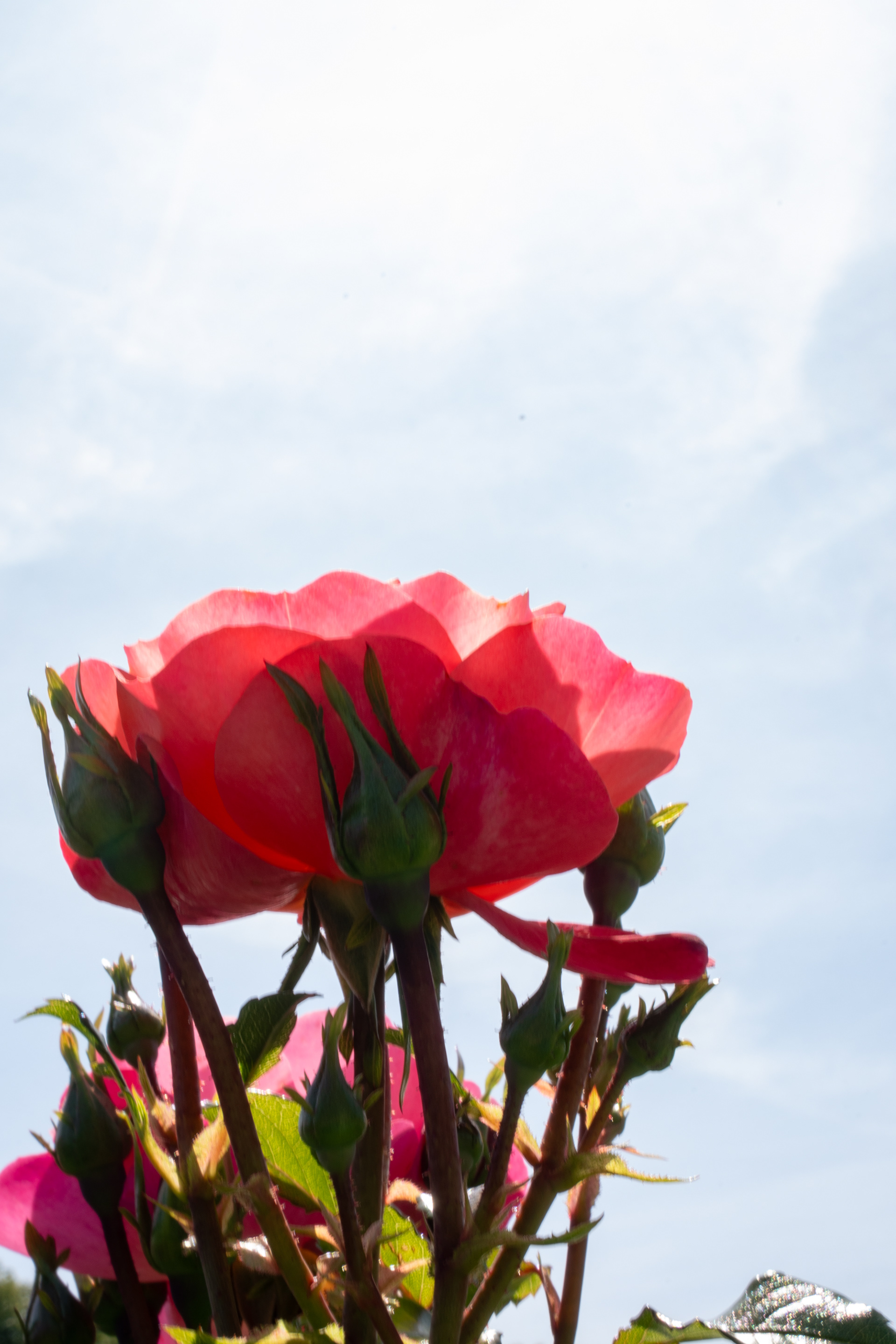 A magenta rose is shown lit by the sun, light shining through its petals, against a blue sky