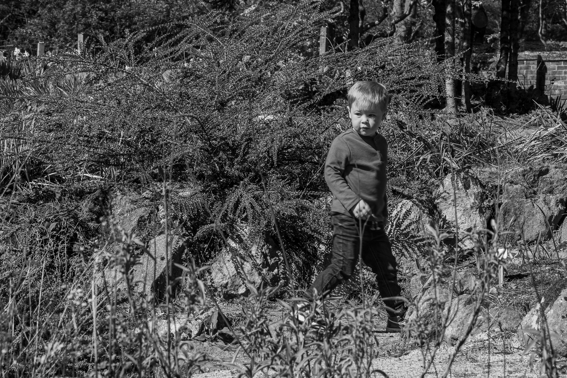 A preschool age boy in jeans and a long sleeved T-shirt walks along a sandy path between shrubs. He is looking back over his shoulder to see where his brother is hiding.