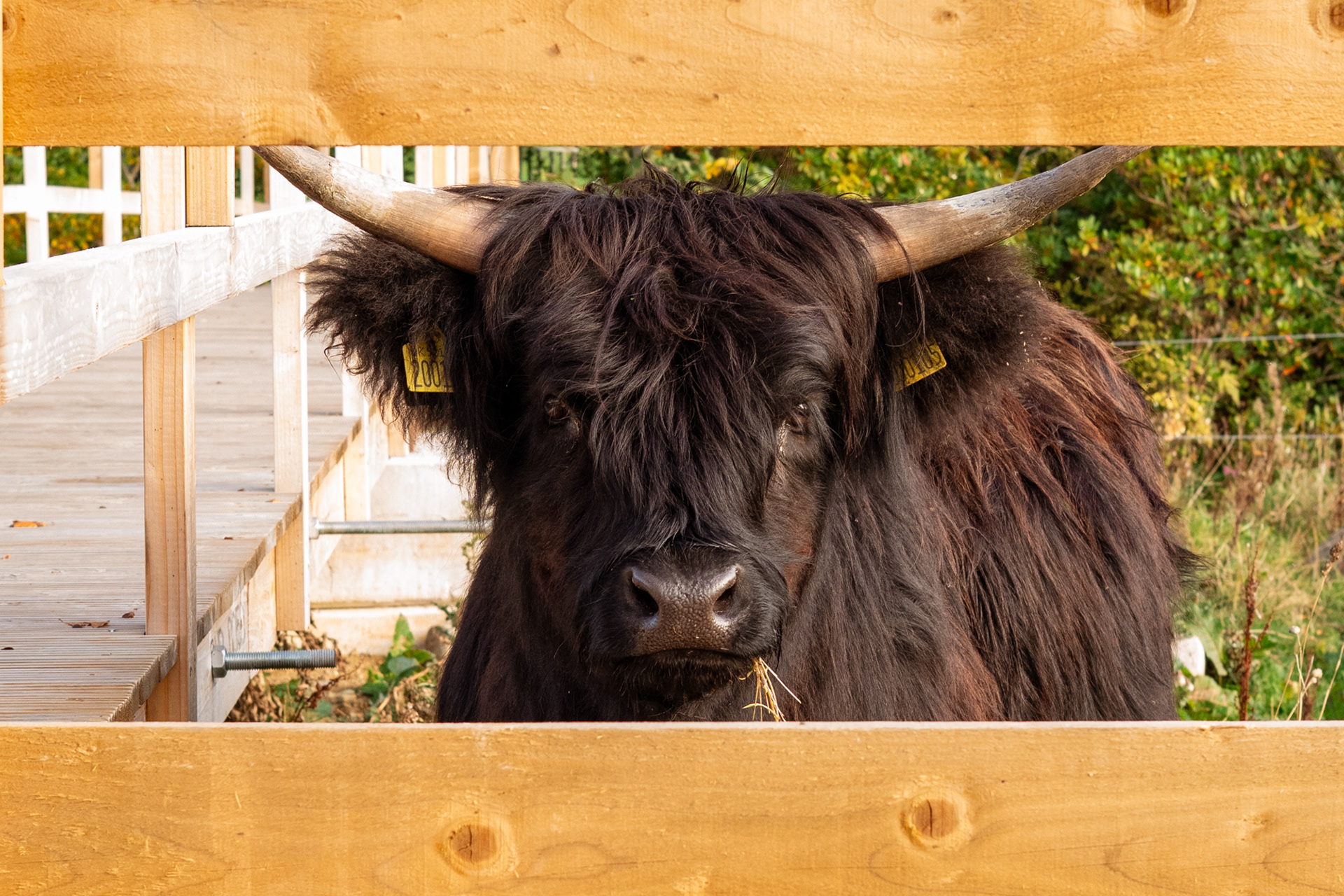 A black Highland Cow! Who knew?!