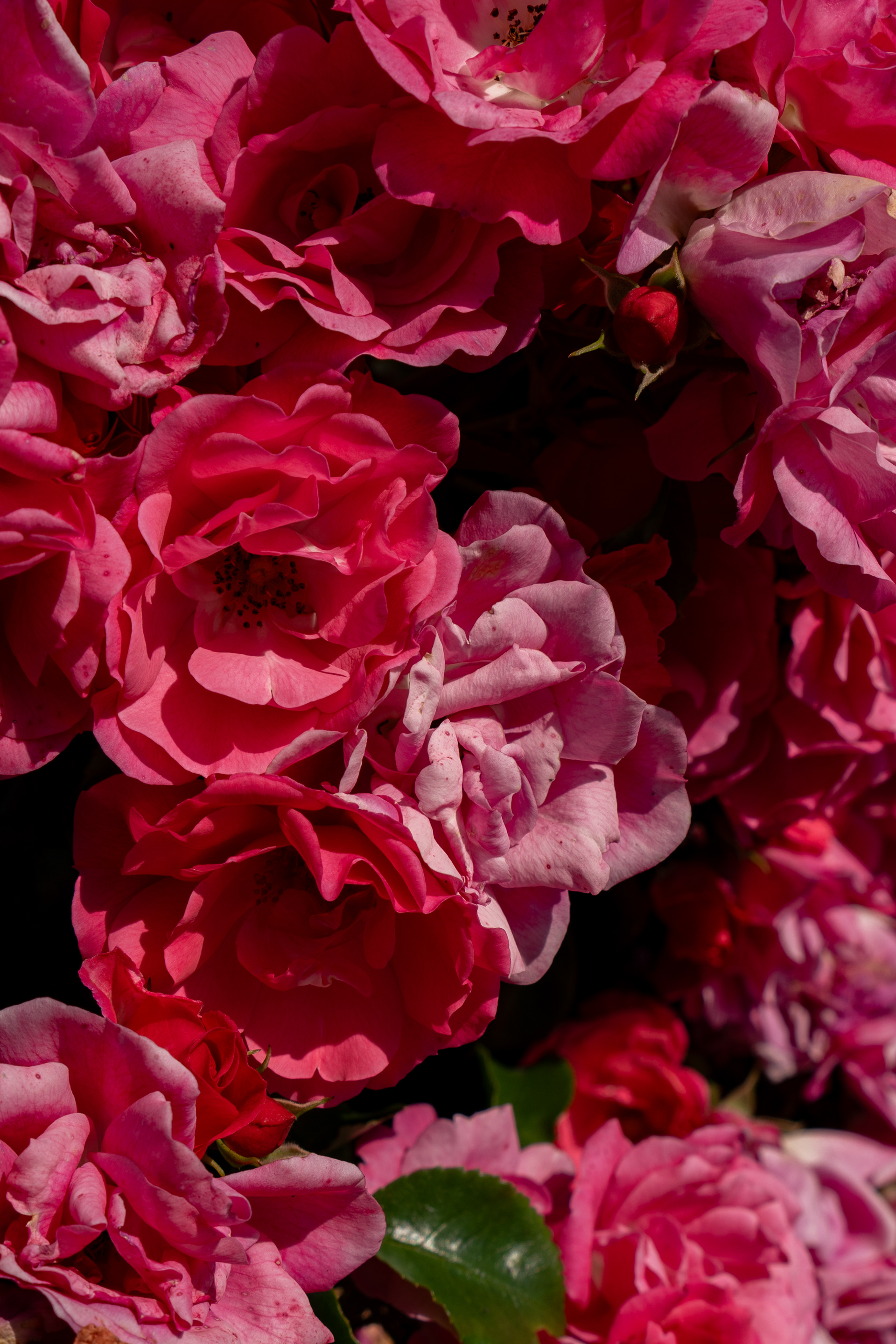 Close up of loads of magenta roses
