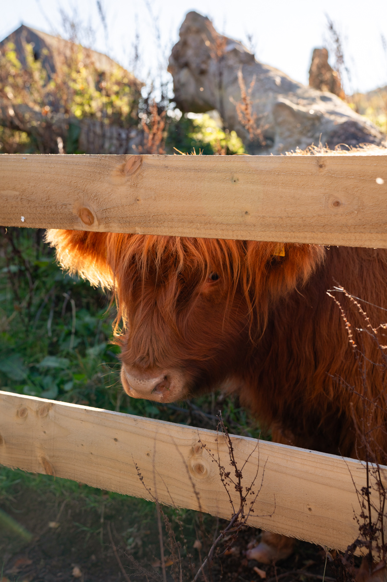 A Highland Cow!