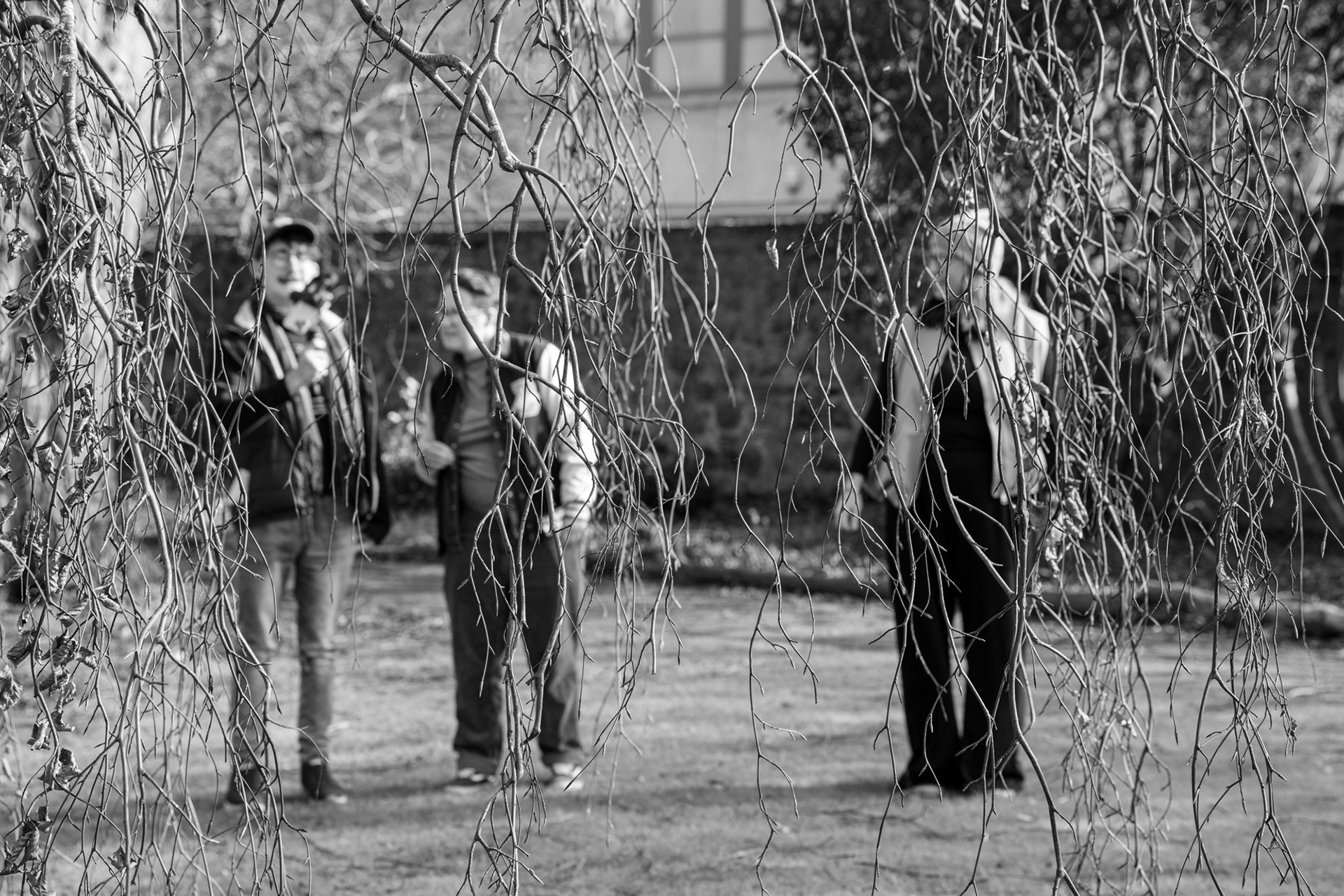 Three people are seen through the branches of a tree, discussing something which one is filming on his phone (attached to a gimbal).