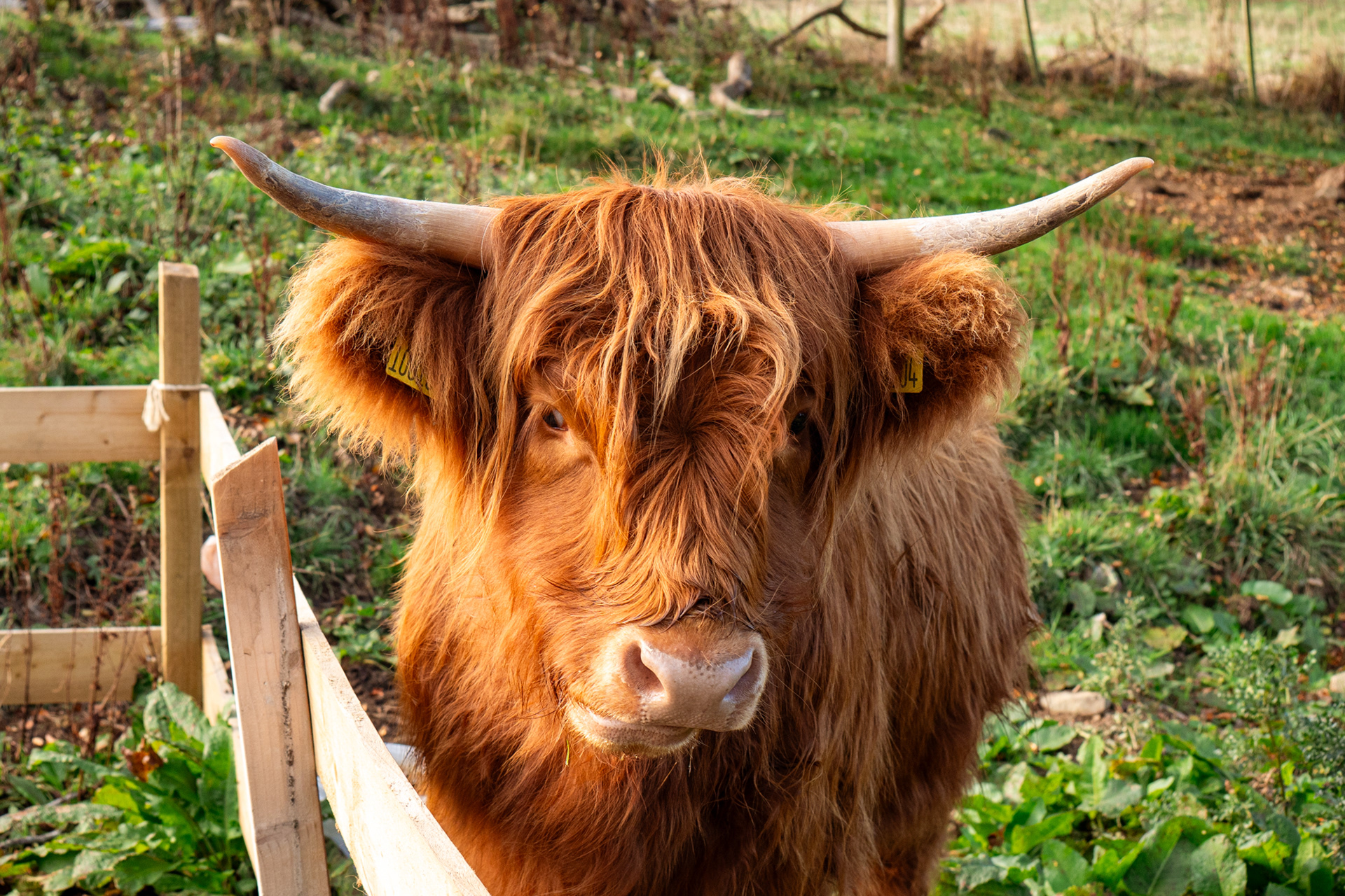 Highland Cow!