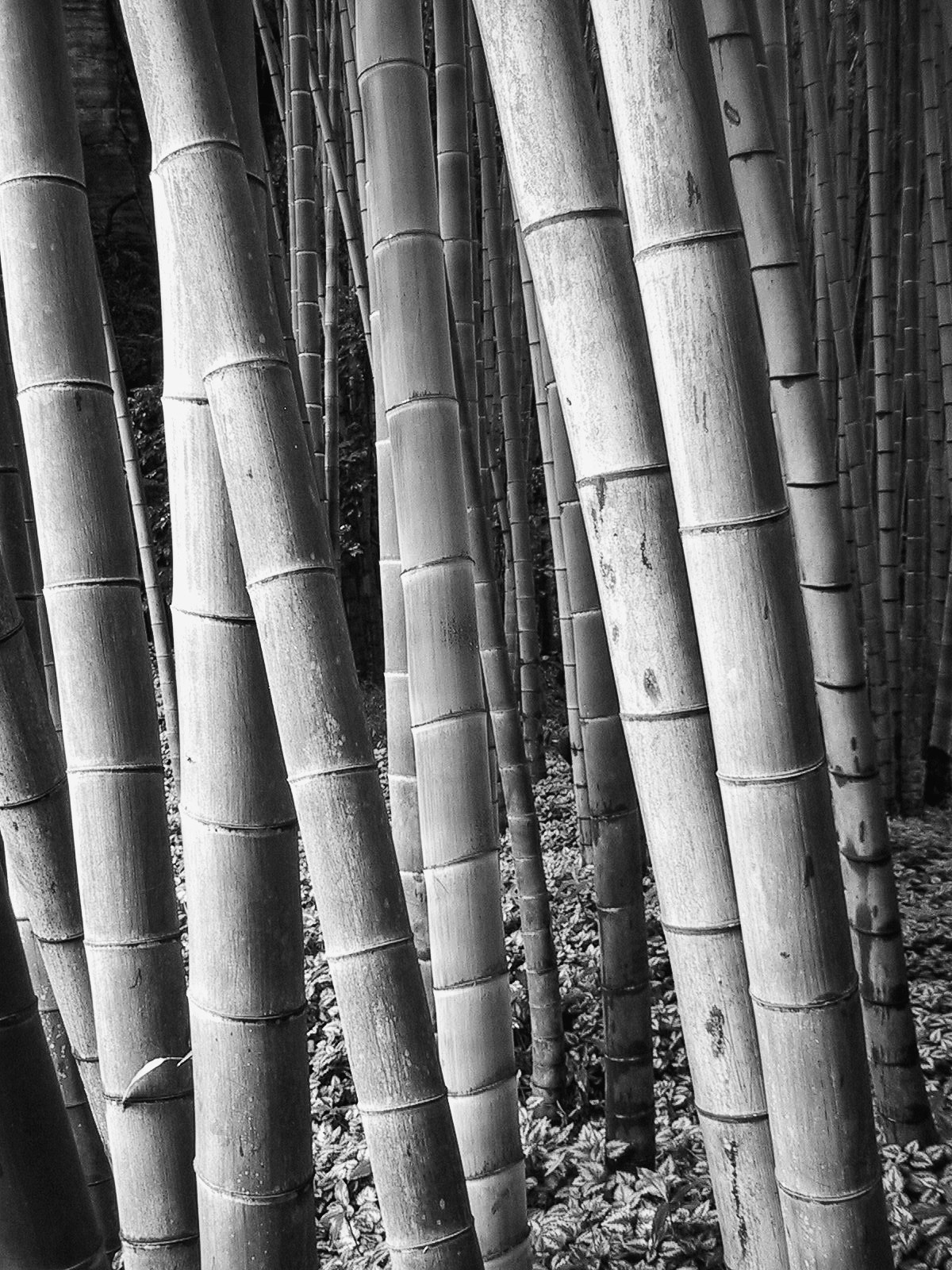 Bamboo Grove, Kamakura, Japan