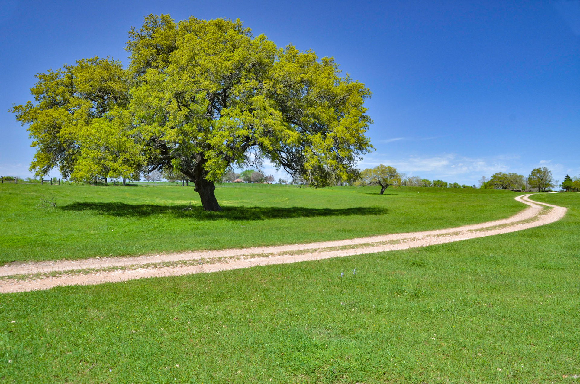 Road winding past shade tree in Spring