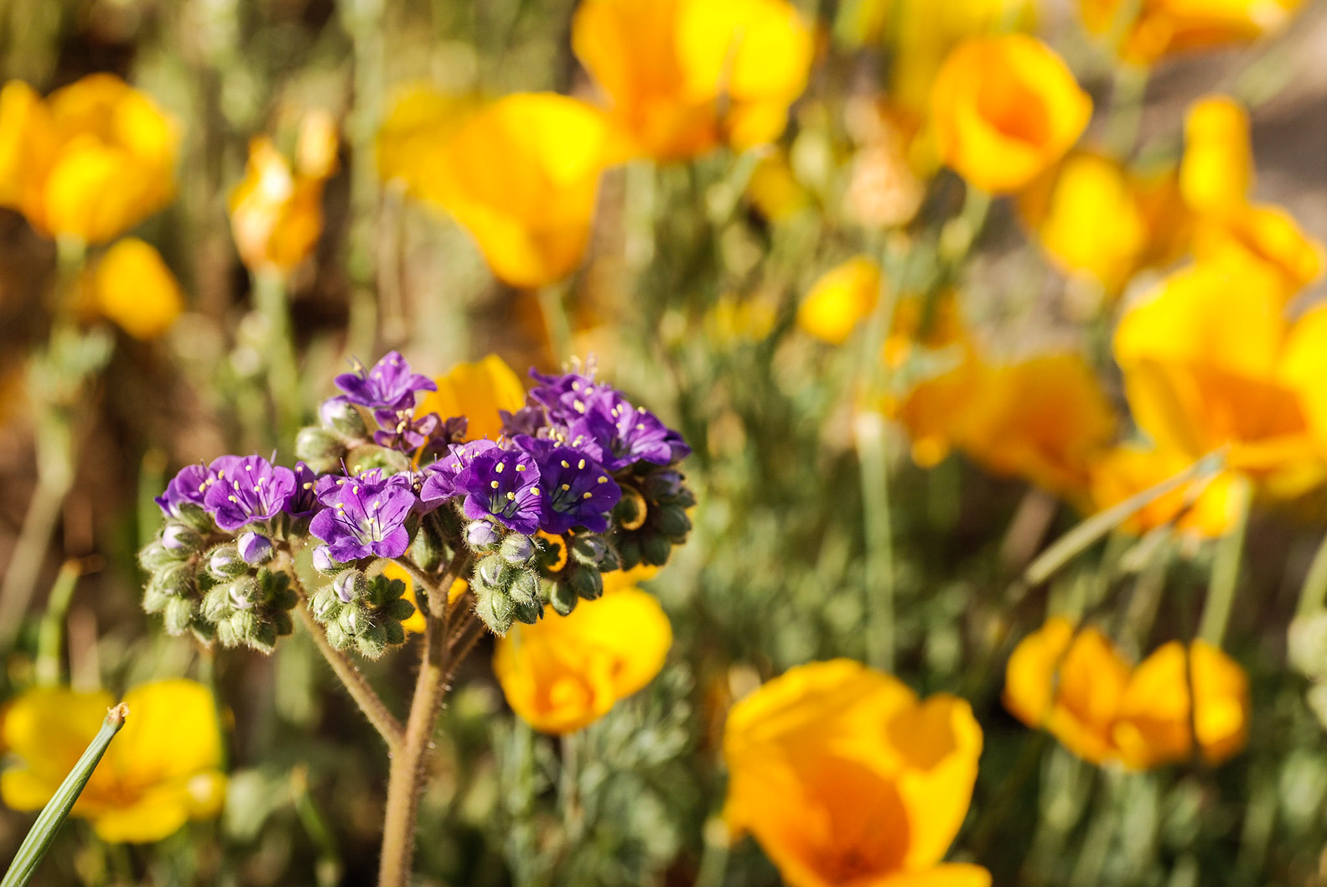 Purple intruder among poppies