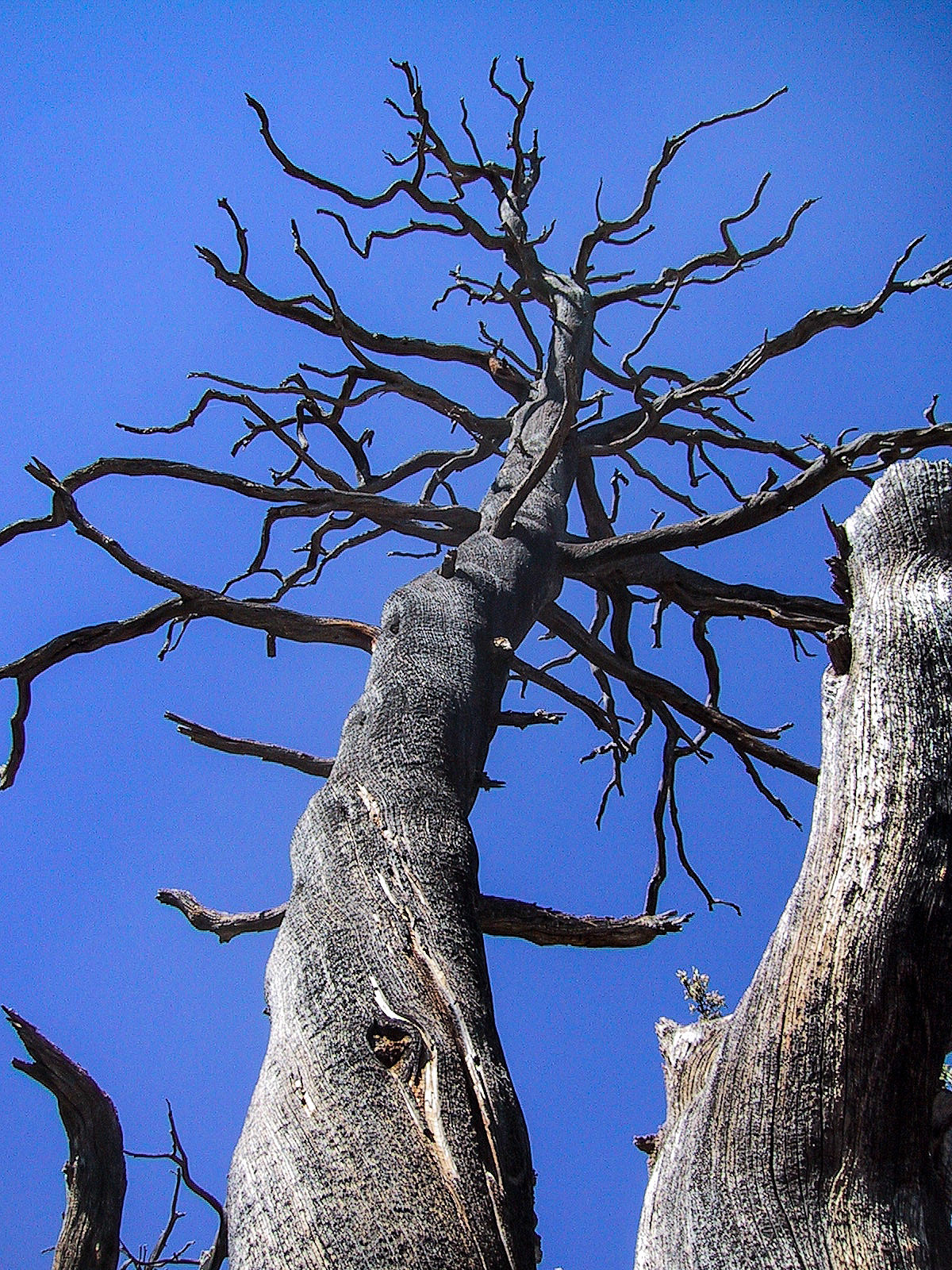 Juniper tree after fire