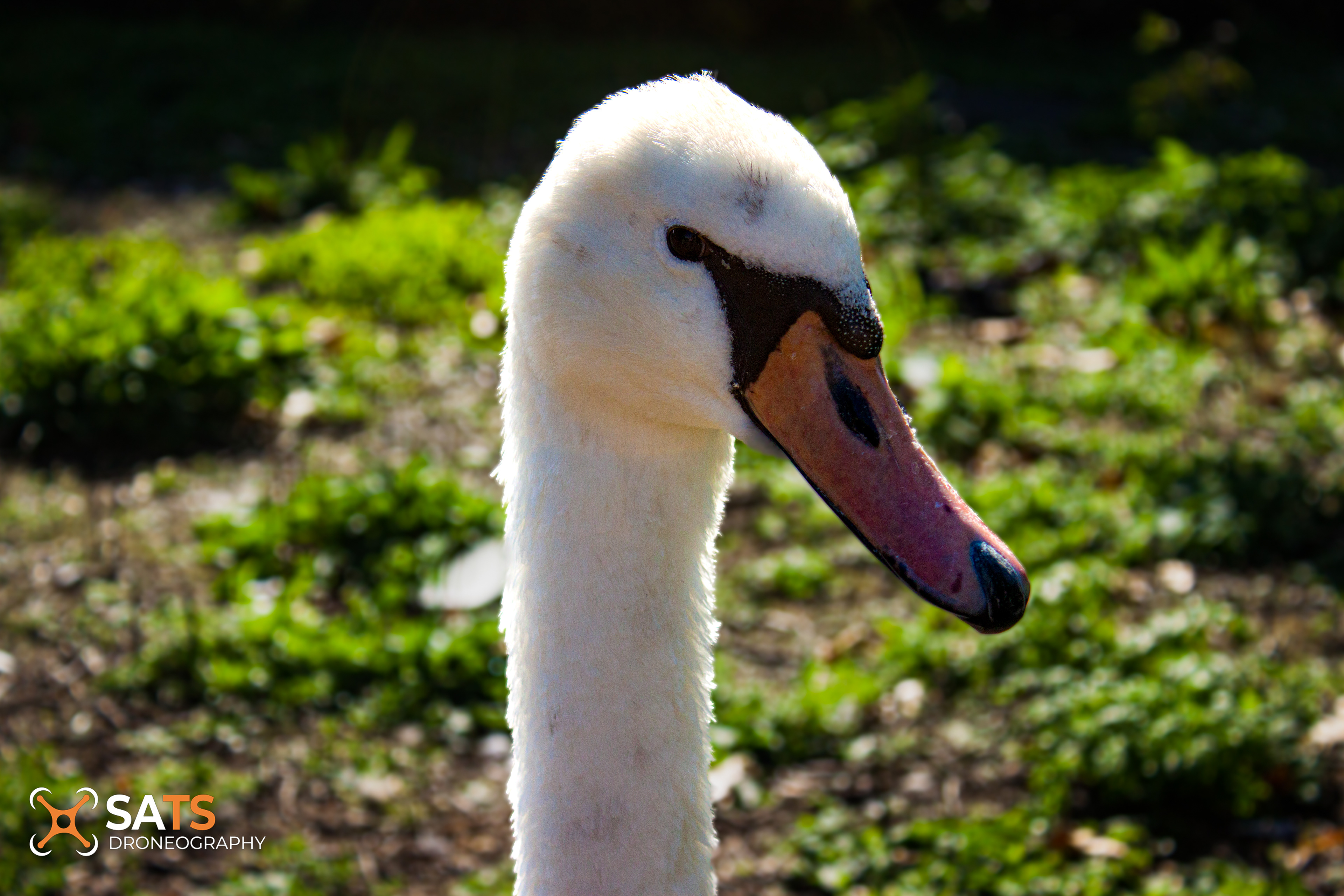 Animal 36