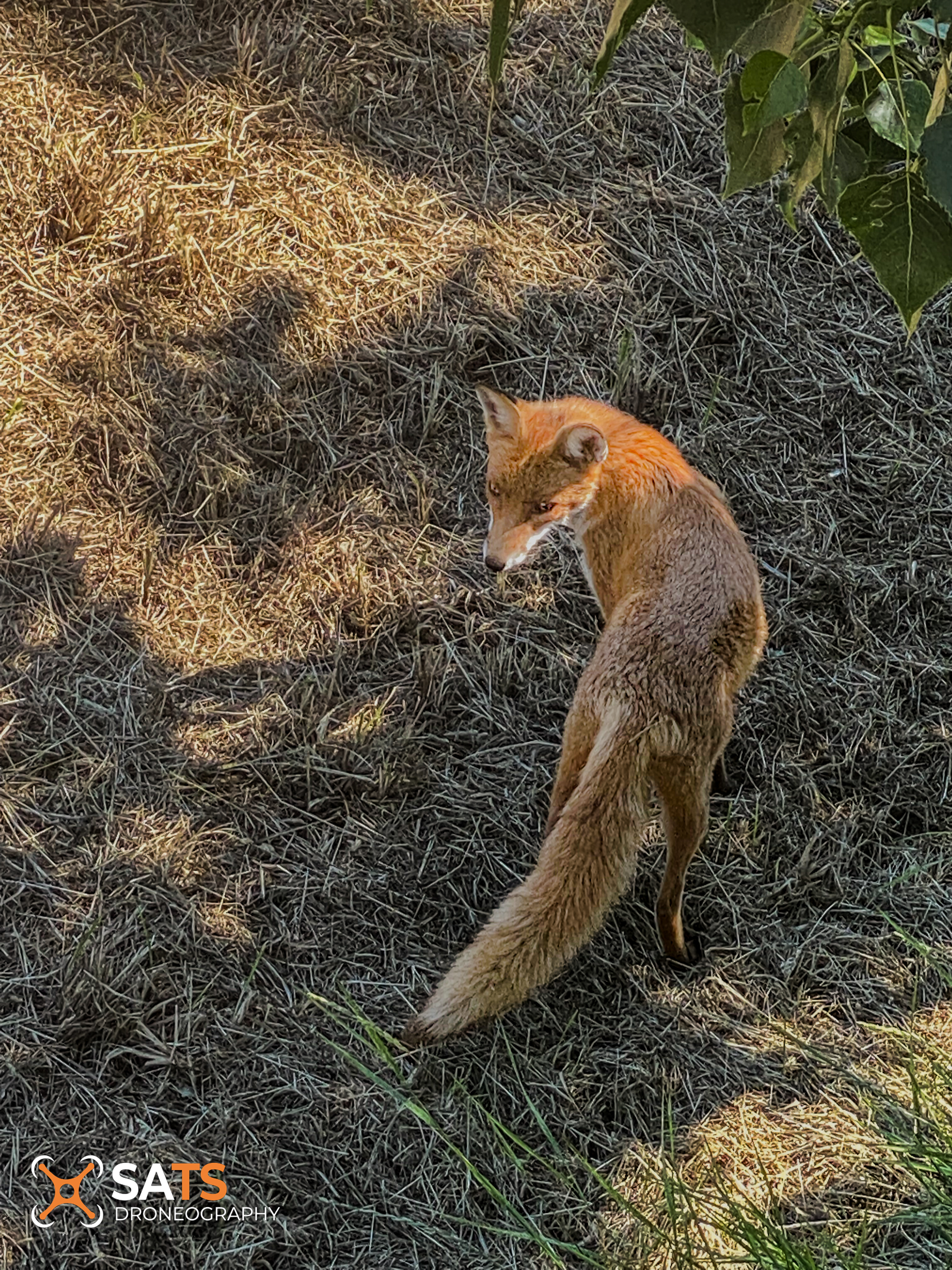 Animal 41