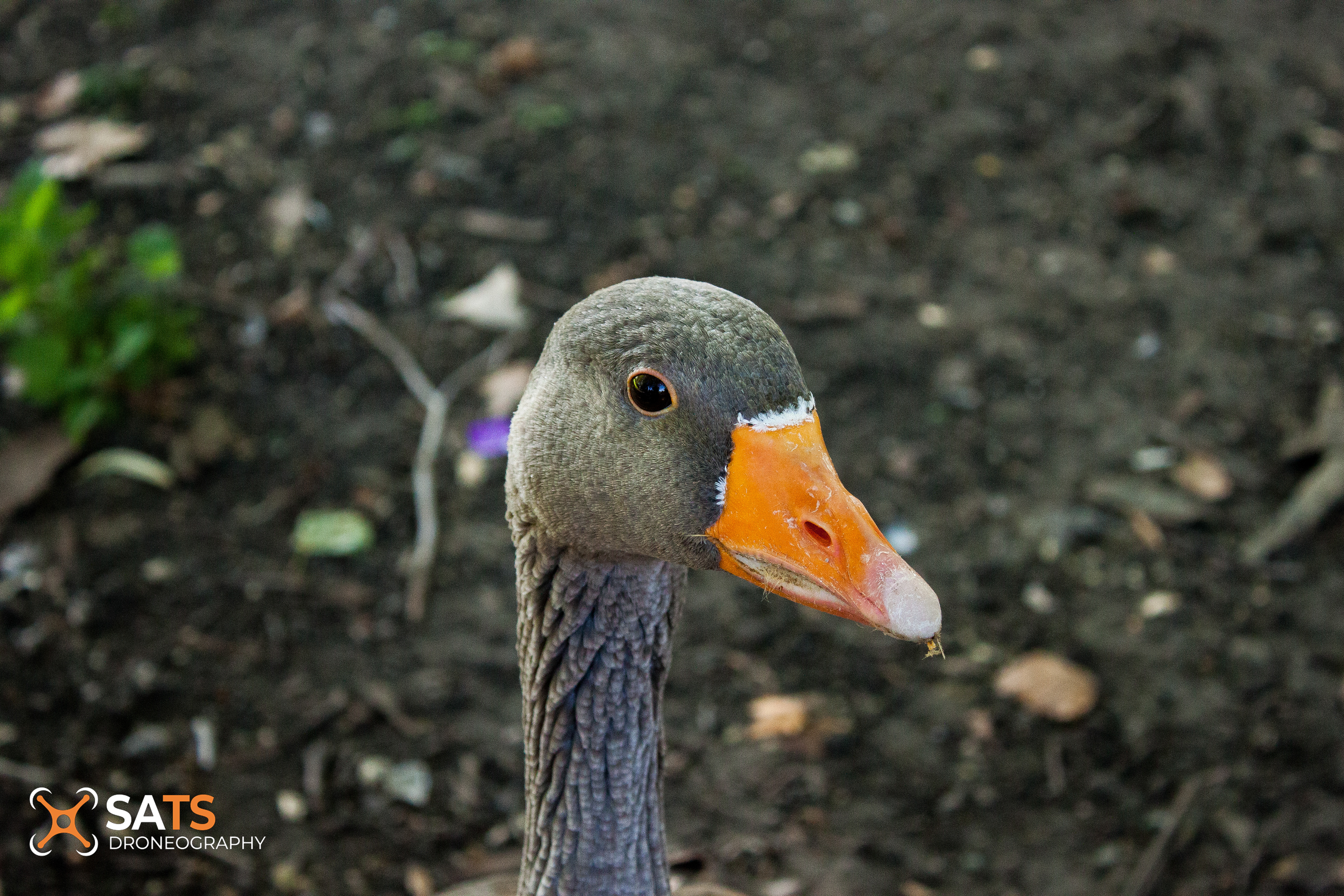 Animal 30
