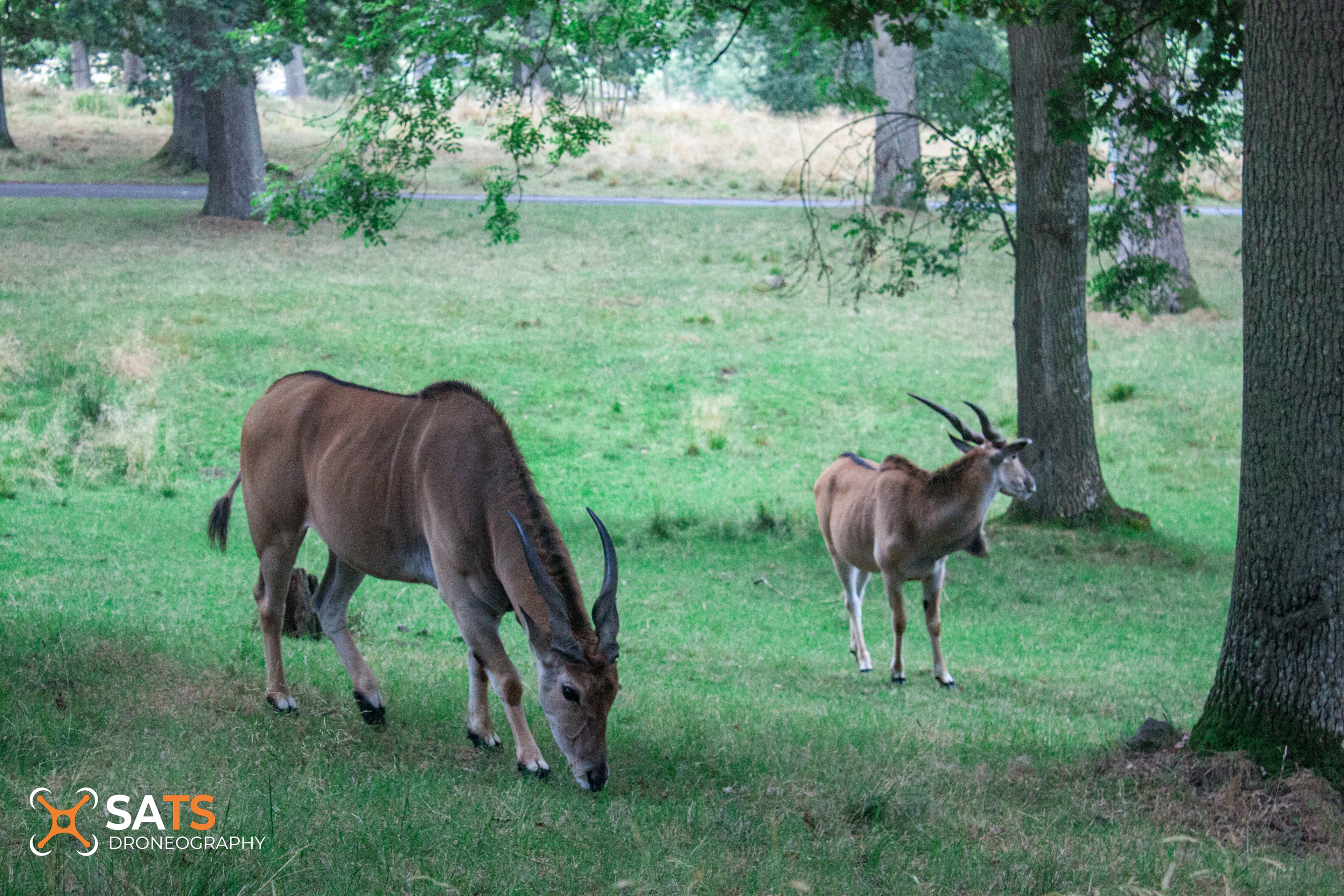 Animal 14