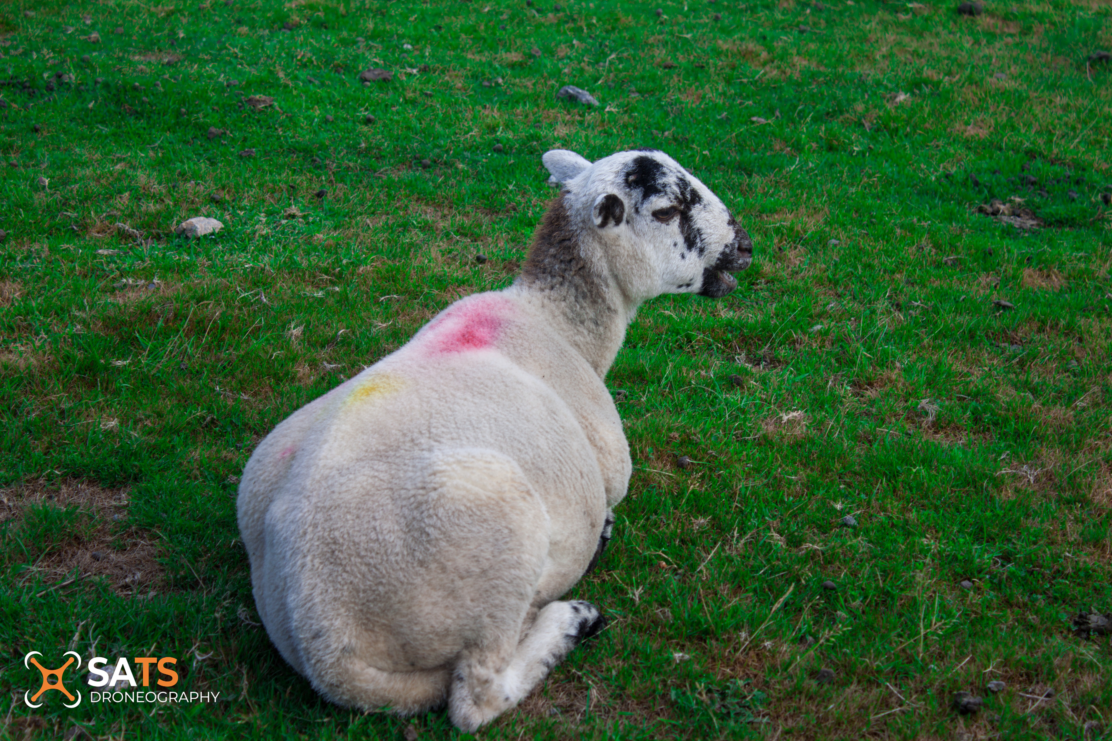 Animal 9