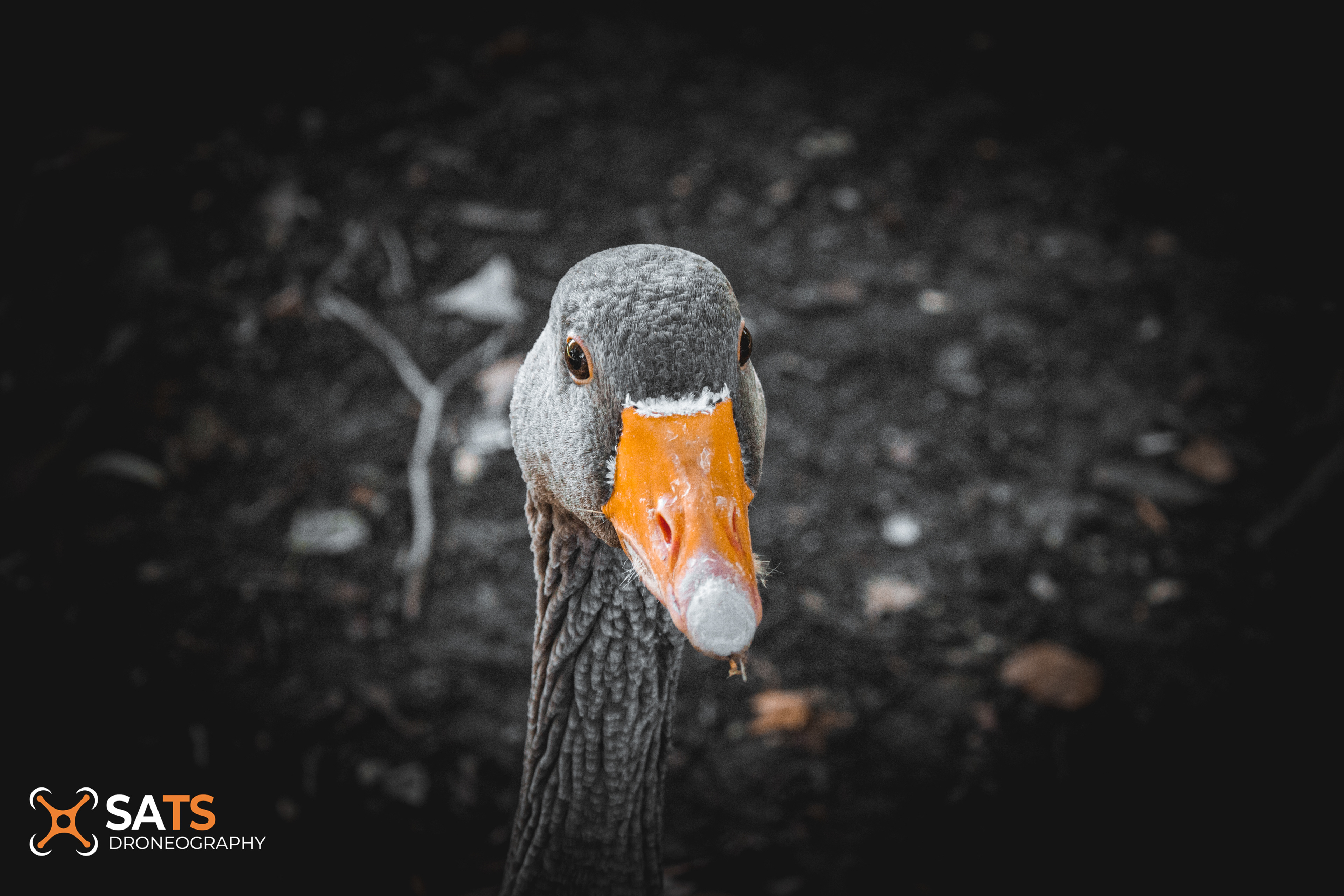 Animal 31