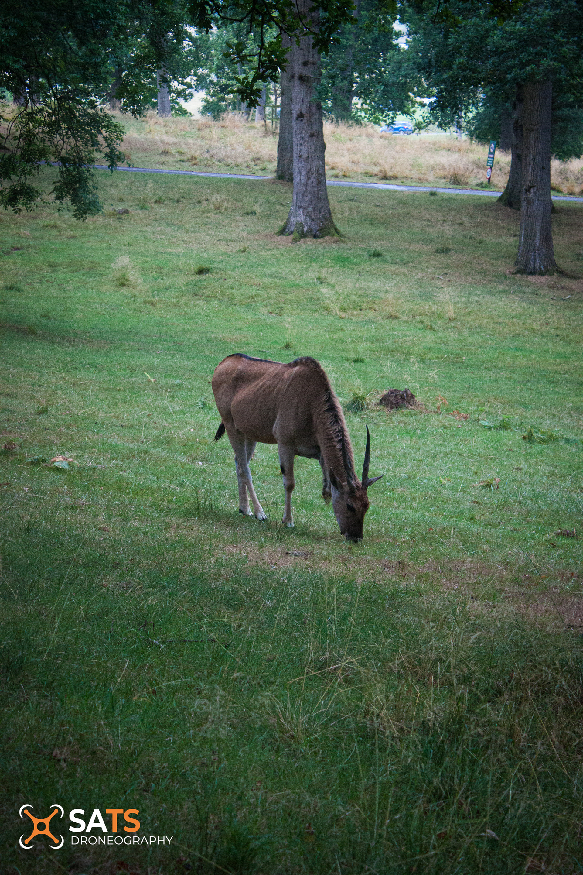 Animal 13