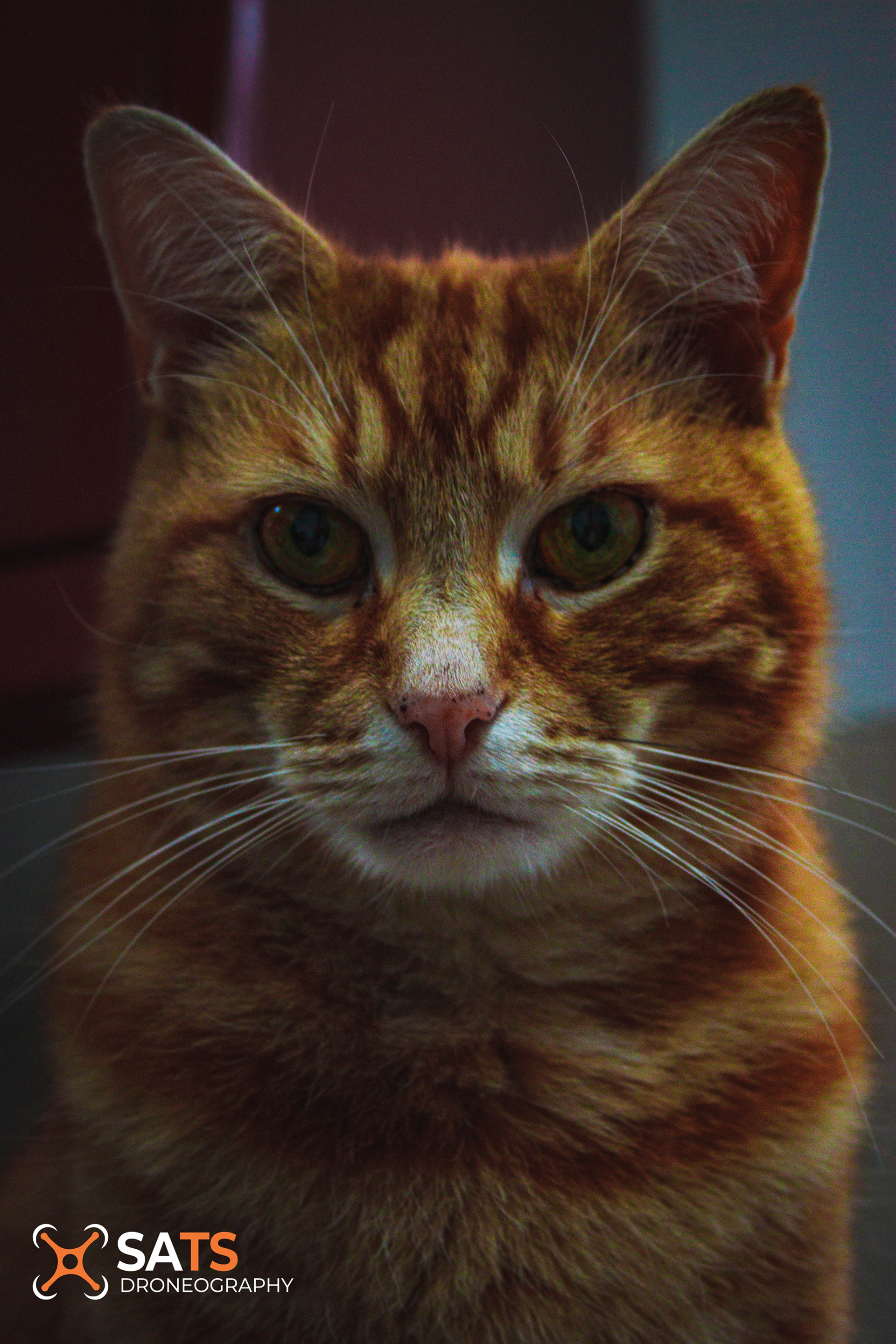 Animal 59