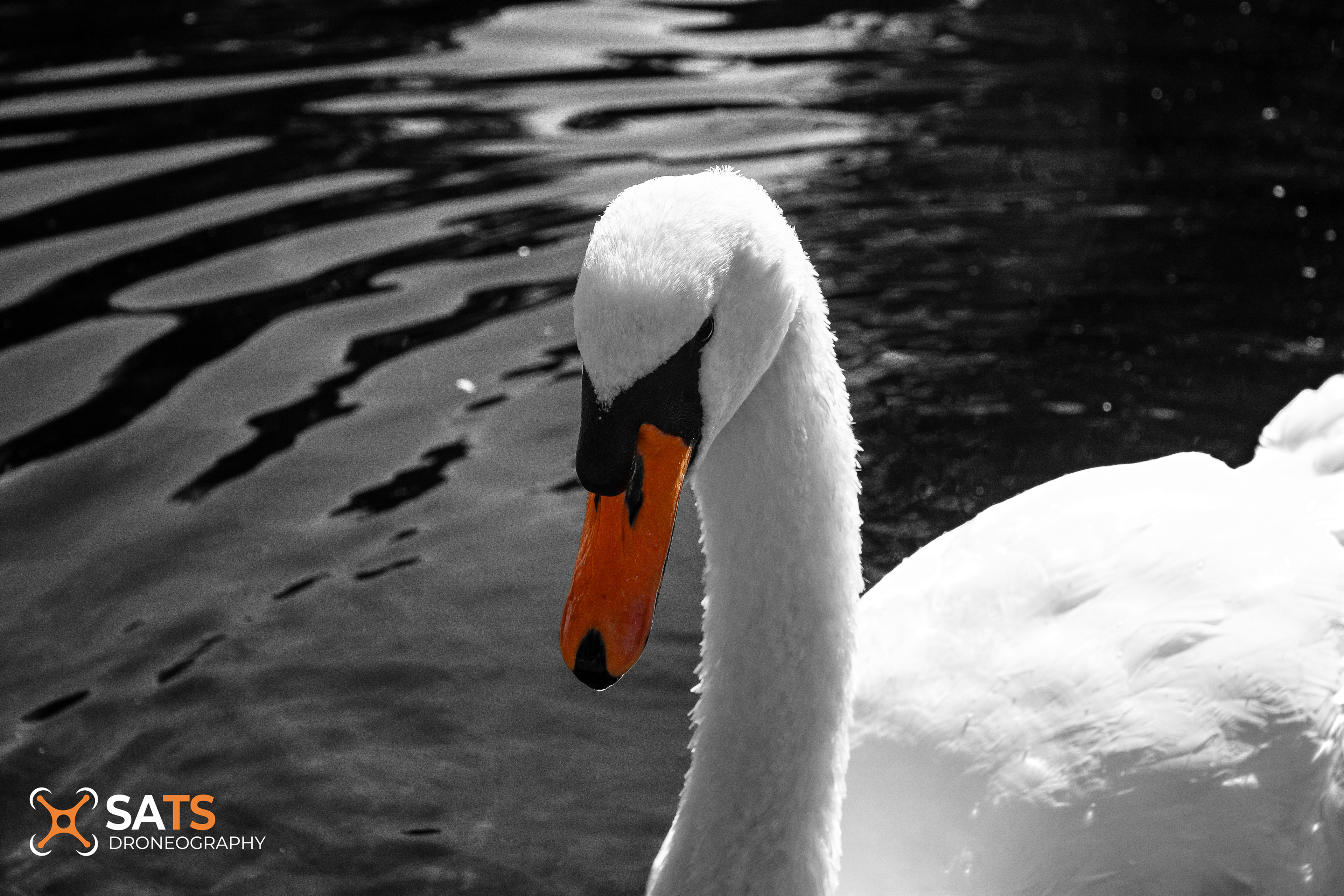 Animal 47