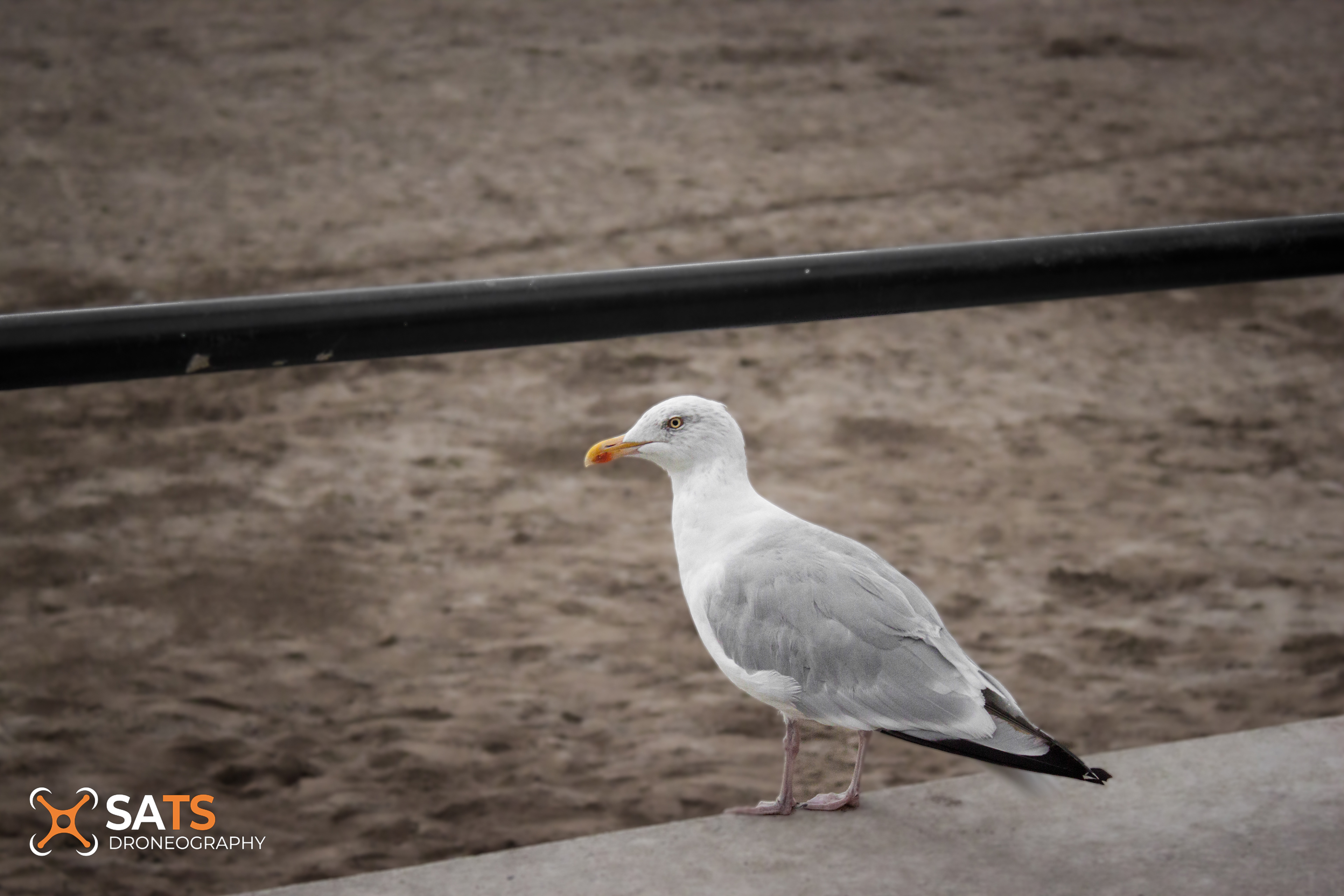 Animal 11