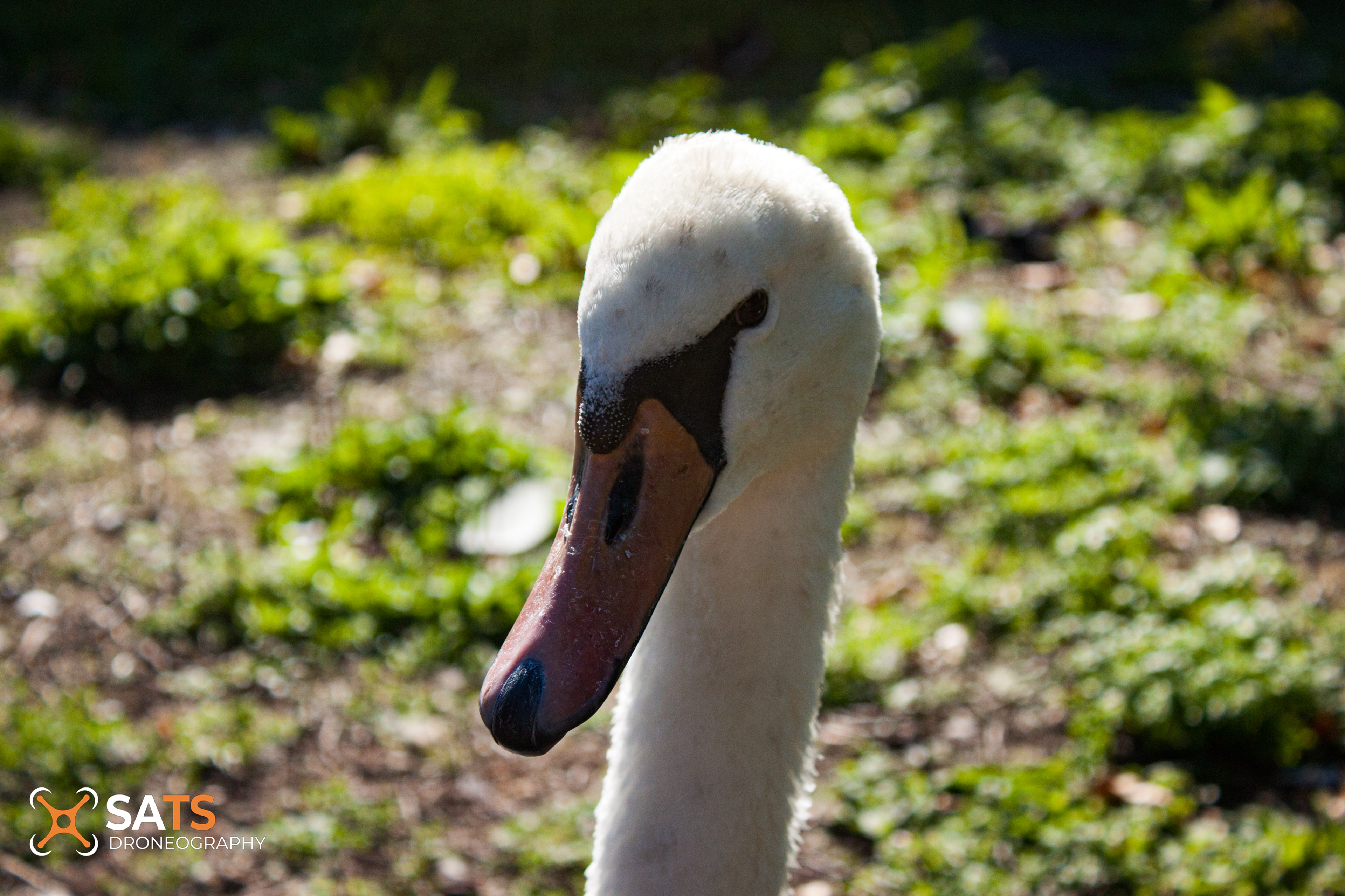 Animal 35