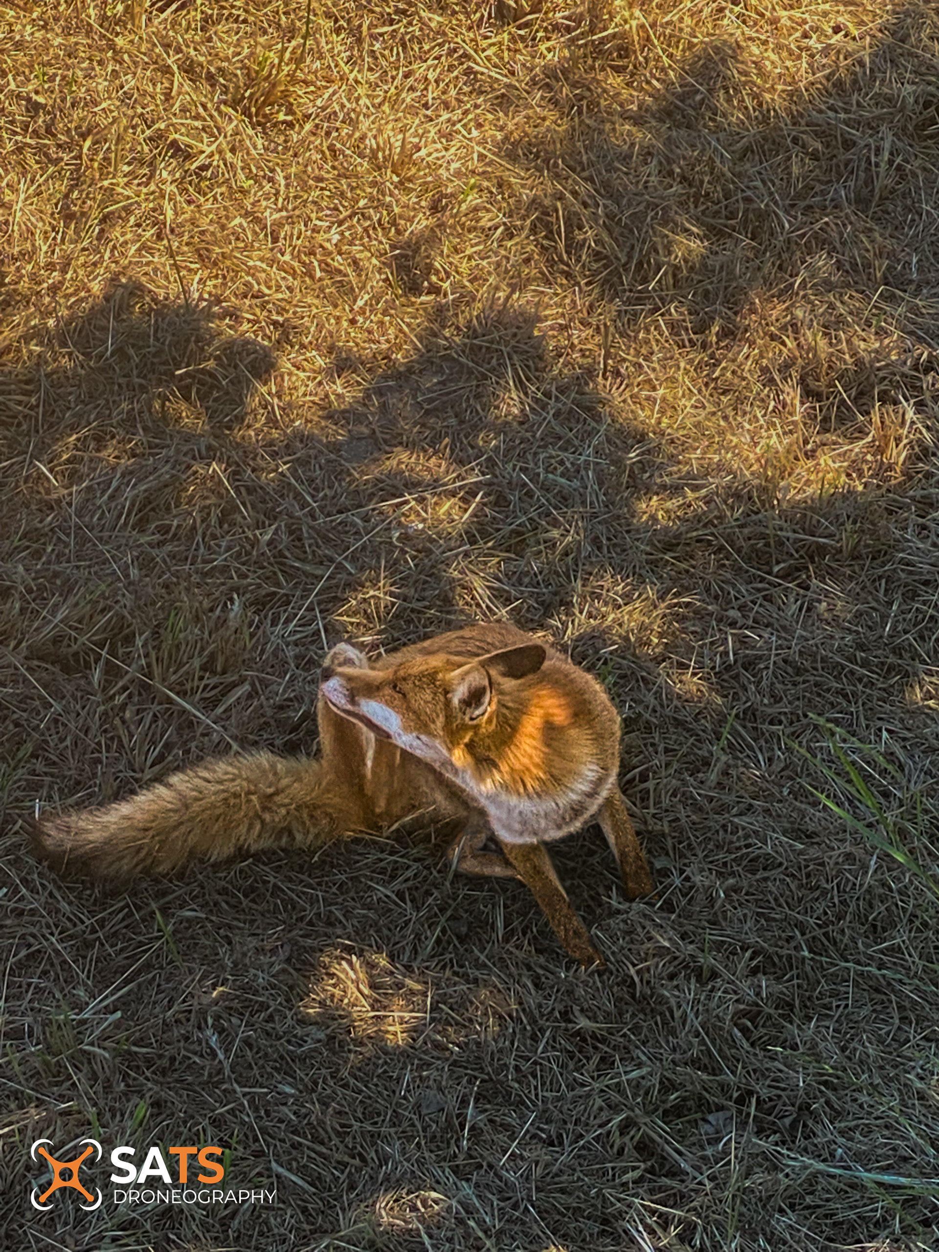 Animal 40