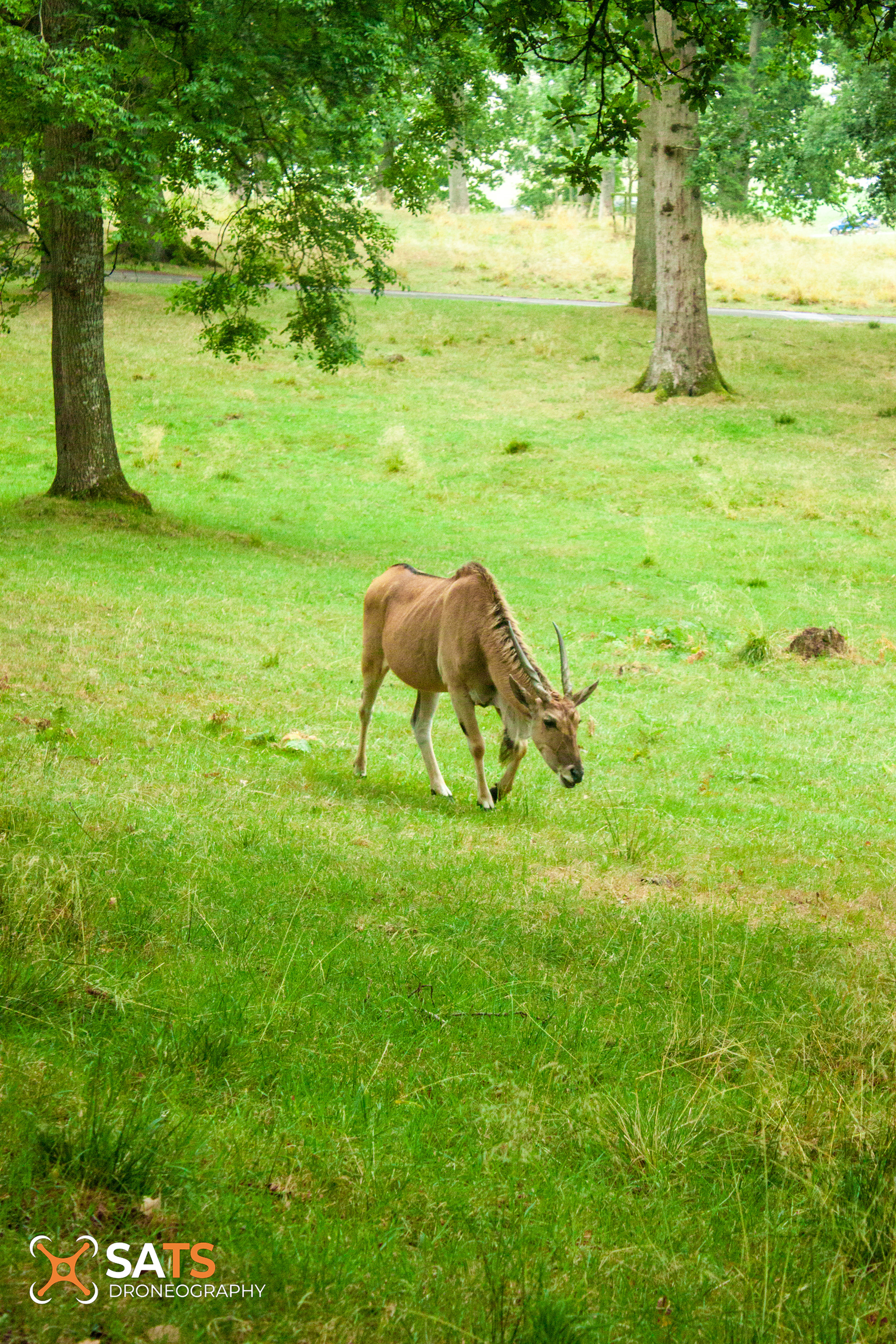 Animal 12