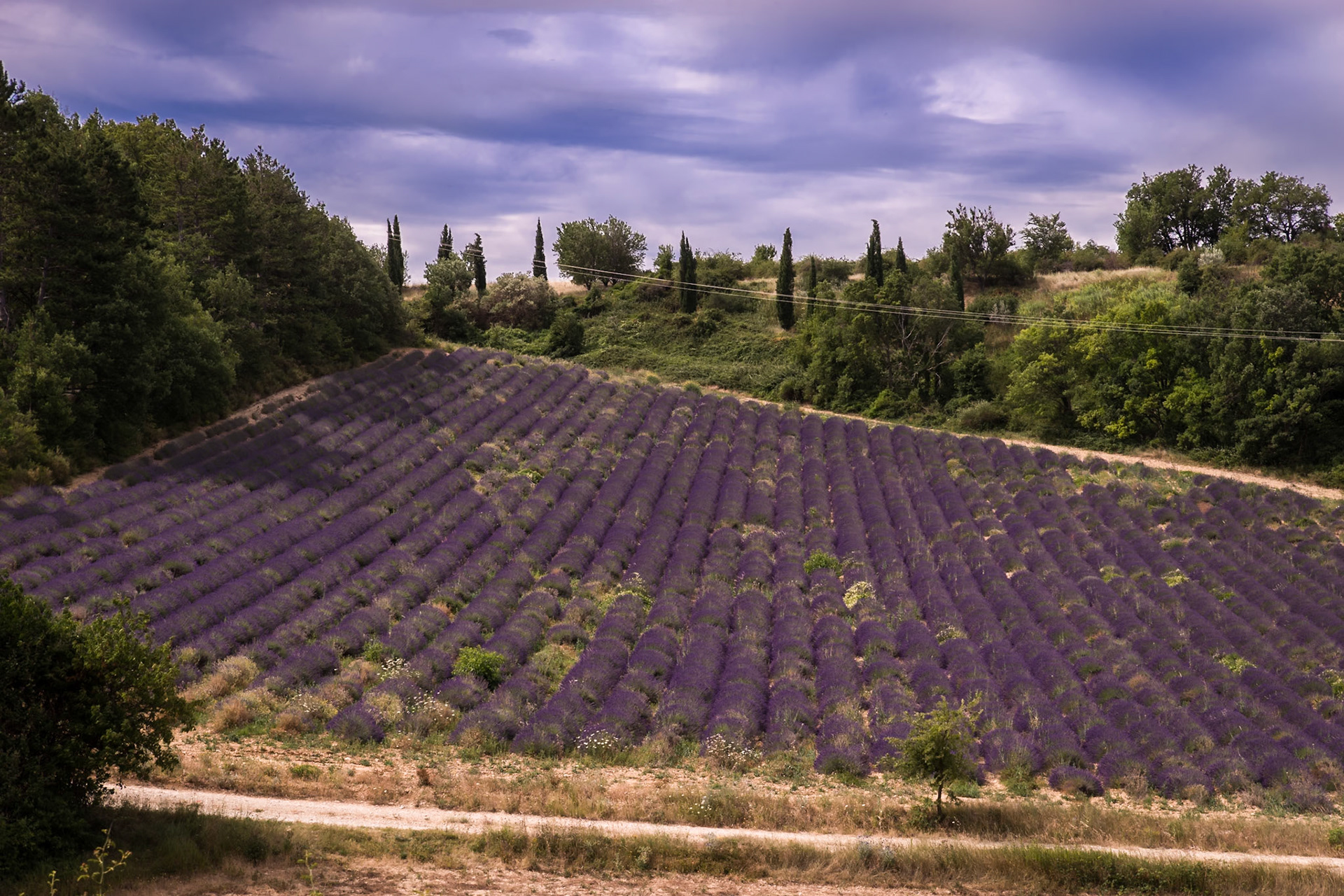 Val de lavande