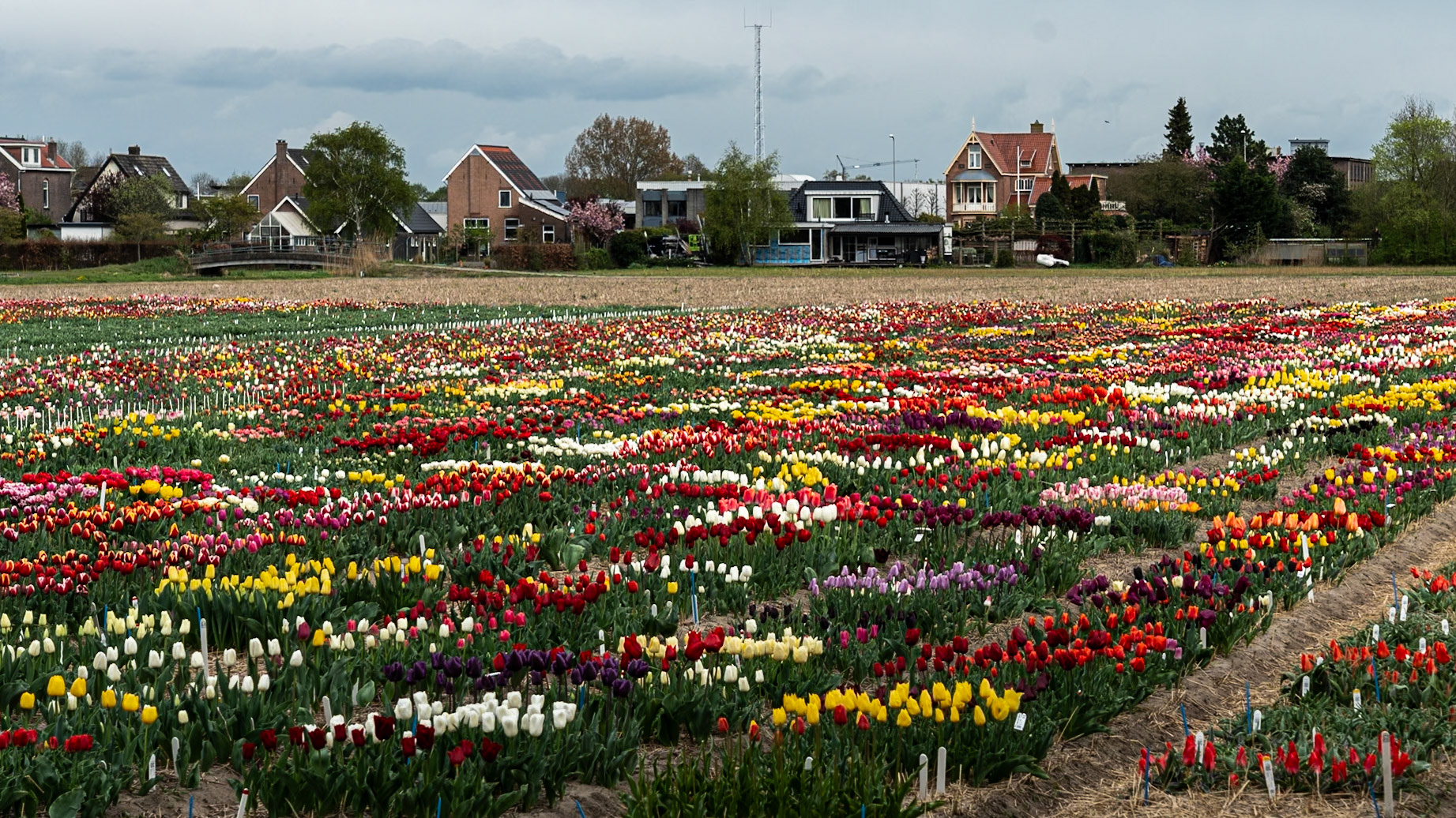 #RoadTripEnVan #ChampsDeTulipes #PrintempsEnFleurs #PhotographieDeVoyage #DanielOnWay #EscapadePhoto #VanlifeFrance #VoyagePhotographique #TulipFields #NetherlandsTulips	#VanlifeEurope #SpringVibes #FlowerFields #TravelPhotography #VanlifeAdventure #TulipSeason #Keukenhof #Lisse #Flevoland #HollandByVan