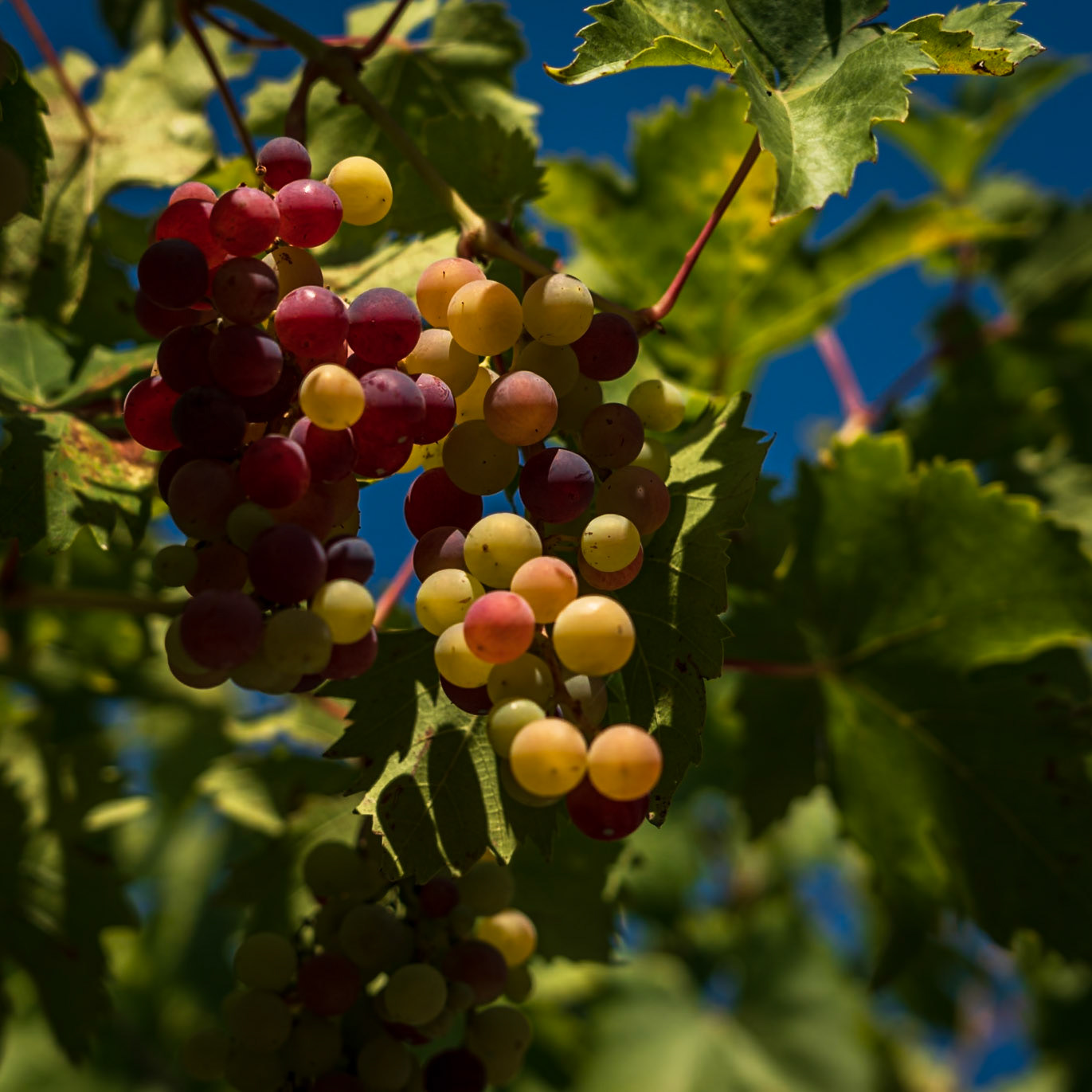 Treille au Château de Villandry (2022)