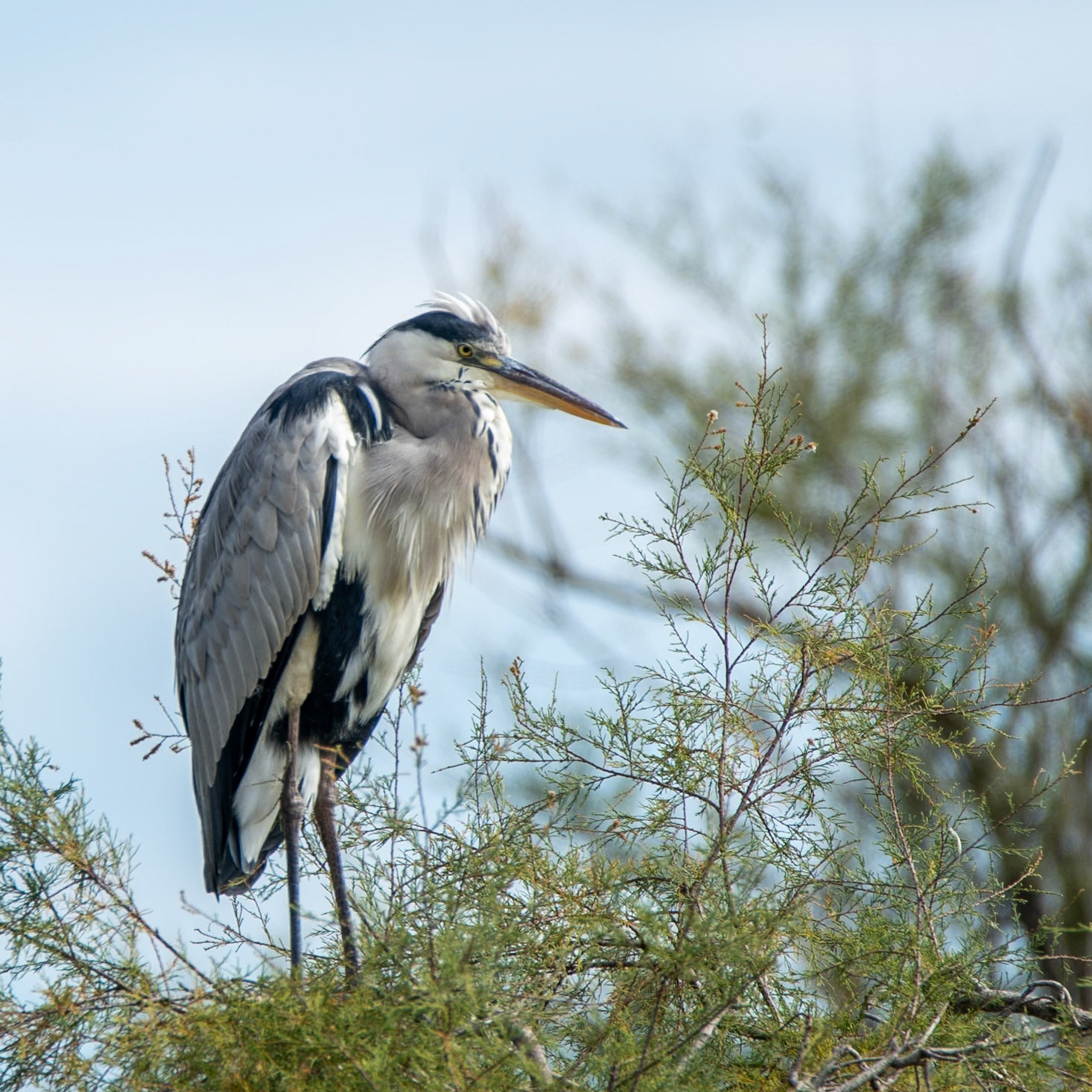 Week-end Camargue - Parc ornithologique Pont de Gau - Saintes Maries de la Mer