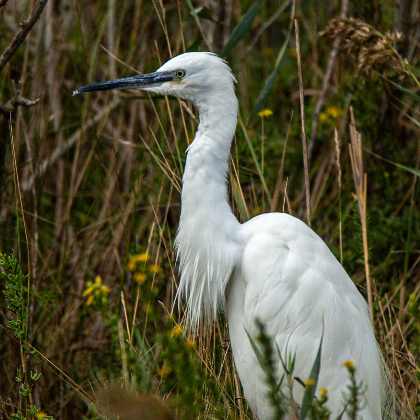 Week-end Camargue - Parc ornithologique Pont de Gau - Saintes Maries de la Mer