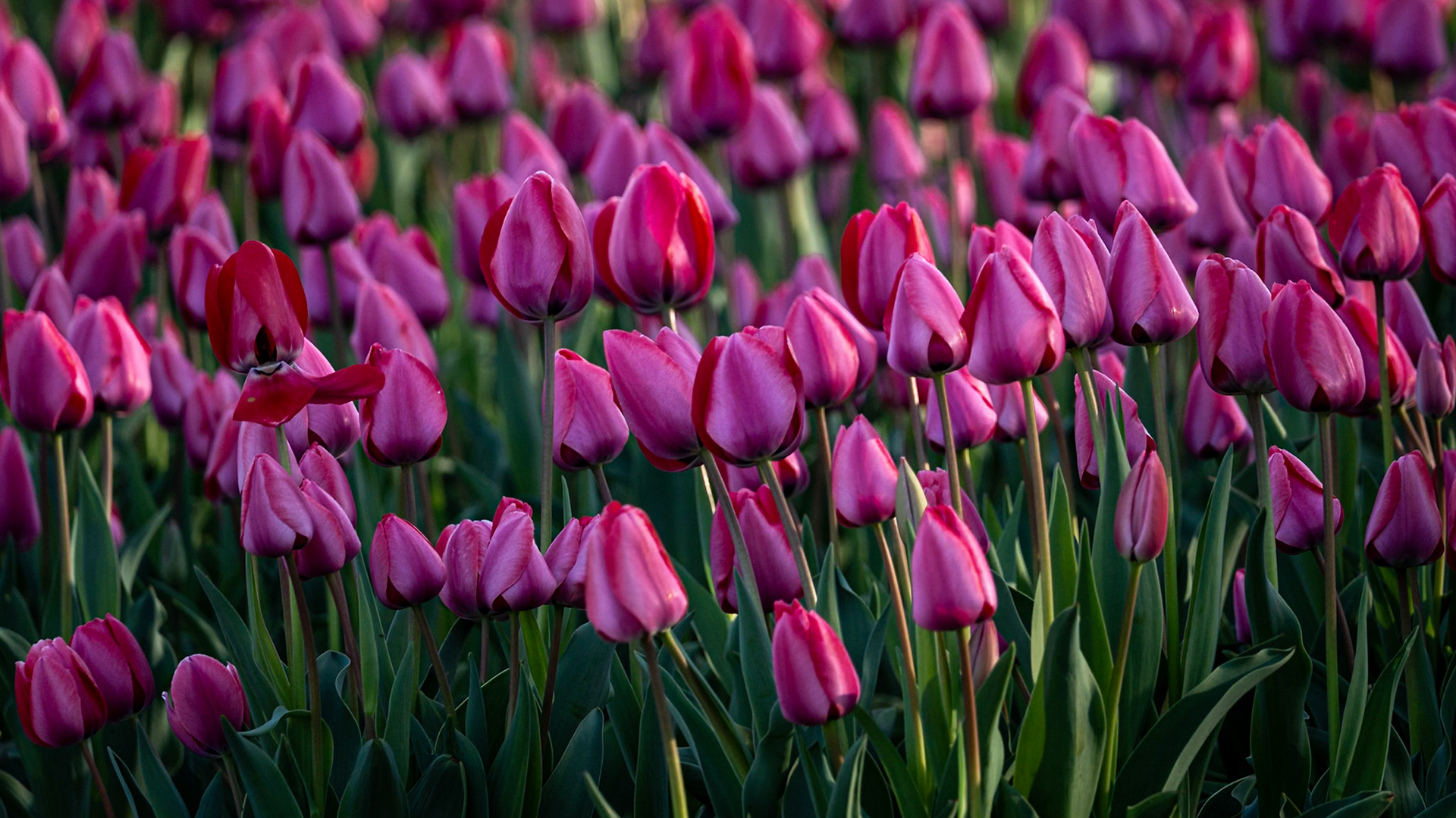 #RoadTripEnVan #ChampsDeTulipes #PrintempsEnFleurs #PhotographieDeVoyage #DanielOnWay #EscapadePhoto #VanlifeFrance #VoyagePhotographique #TulipFields #NetherlandsTulips	#VanlifeEurope #SpringVibes #FlowerFields #TravelPhotography #VanlifeAdventure #TulipSeason #Keukenhof #Lisse #Flevoland #HollandByVan