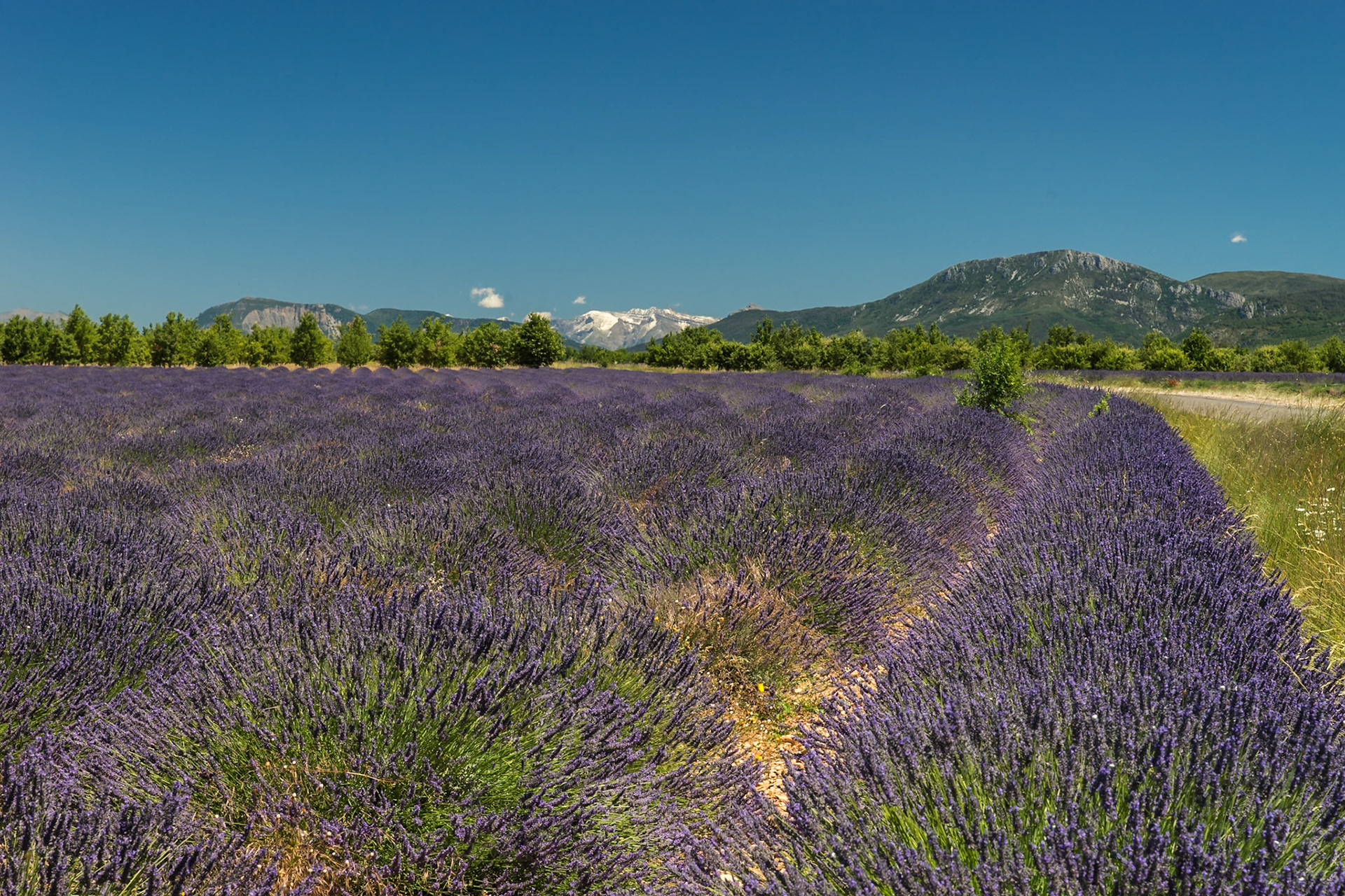Lavande et montagne