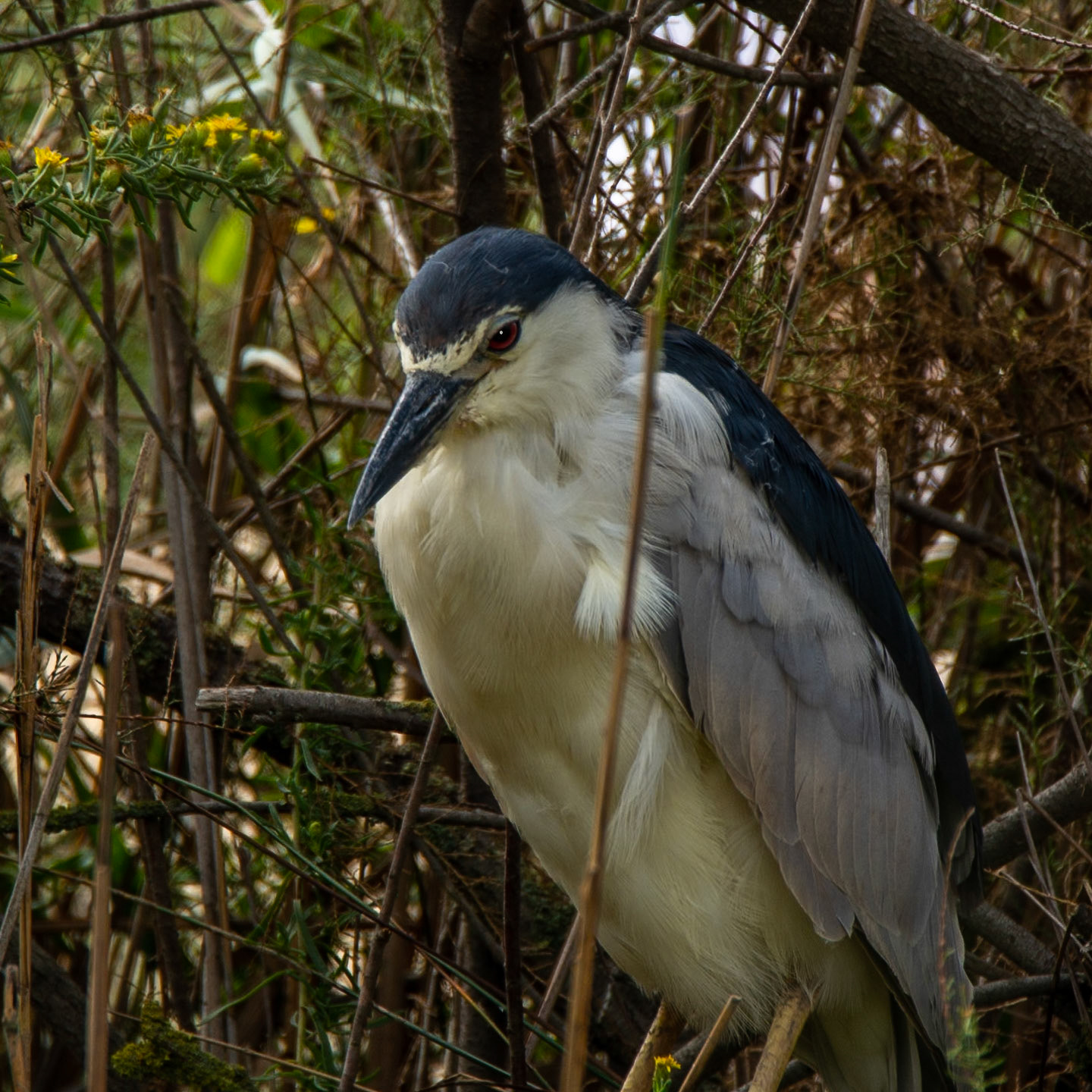 Week-end Camargue - Parc ornithologique Pont de Gau - Saintes Maries de la Mer