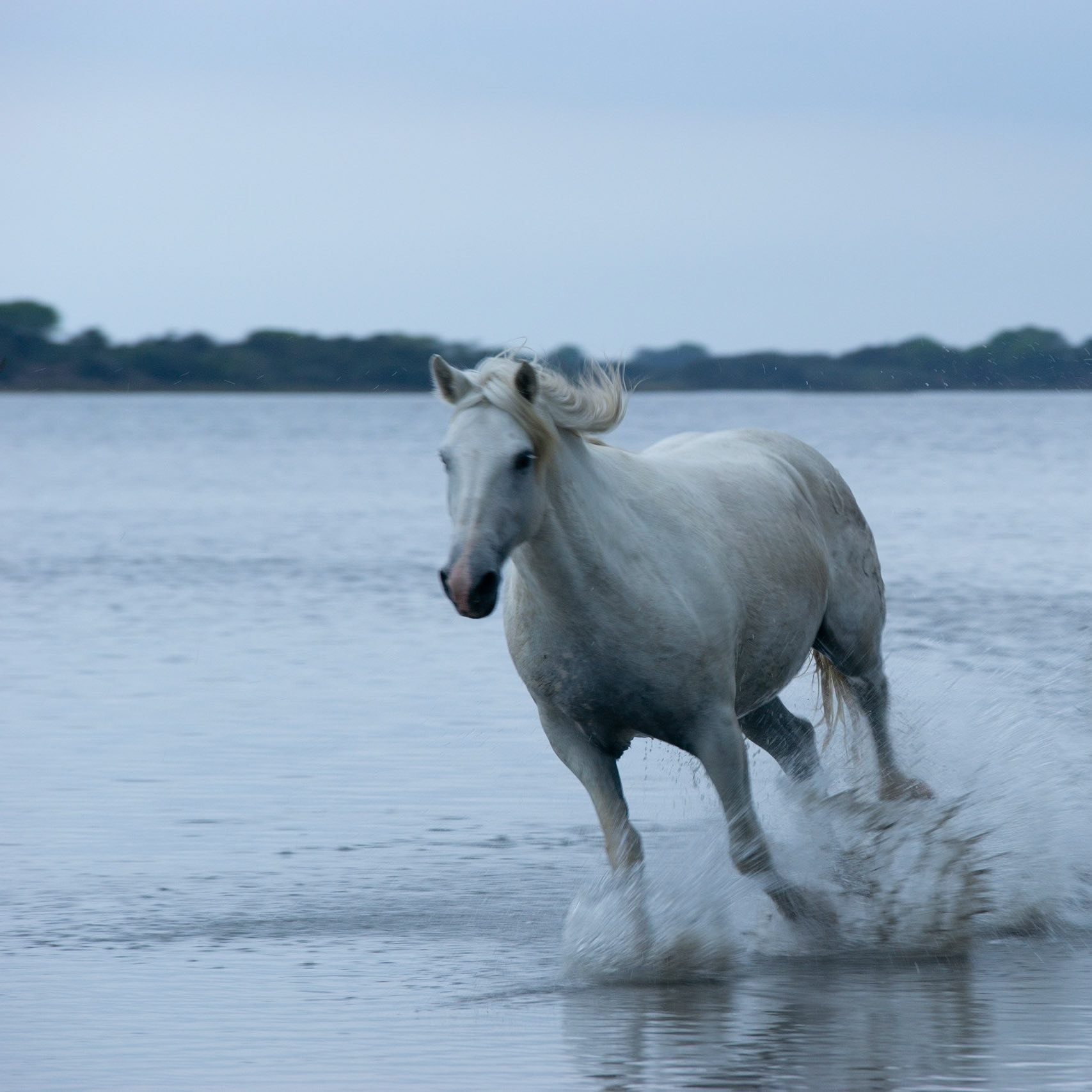 Week-end Camargue