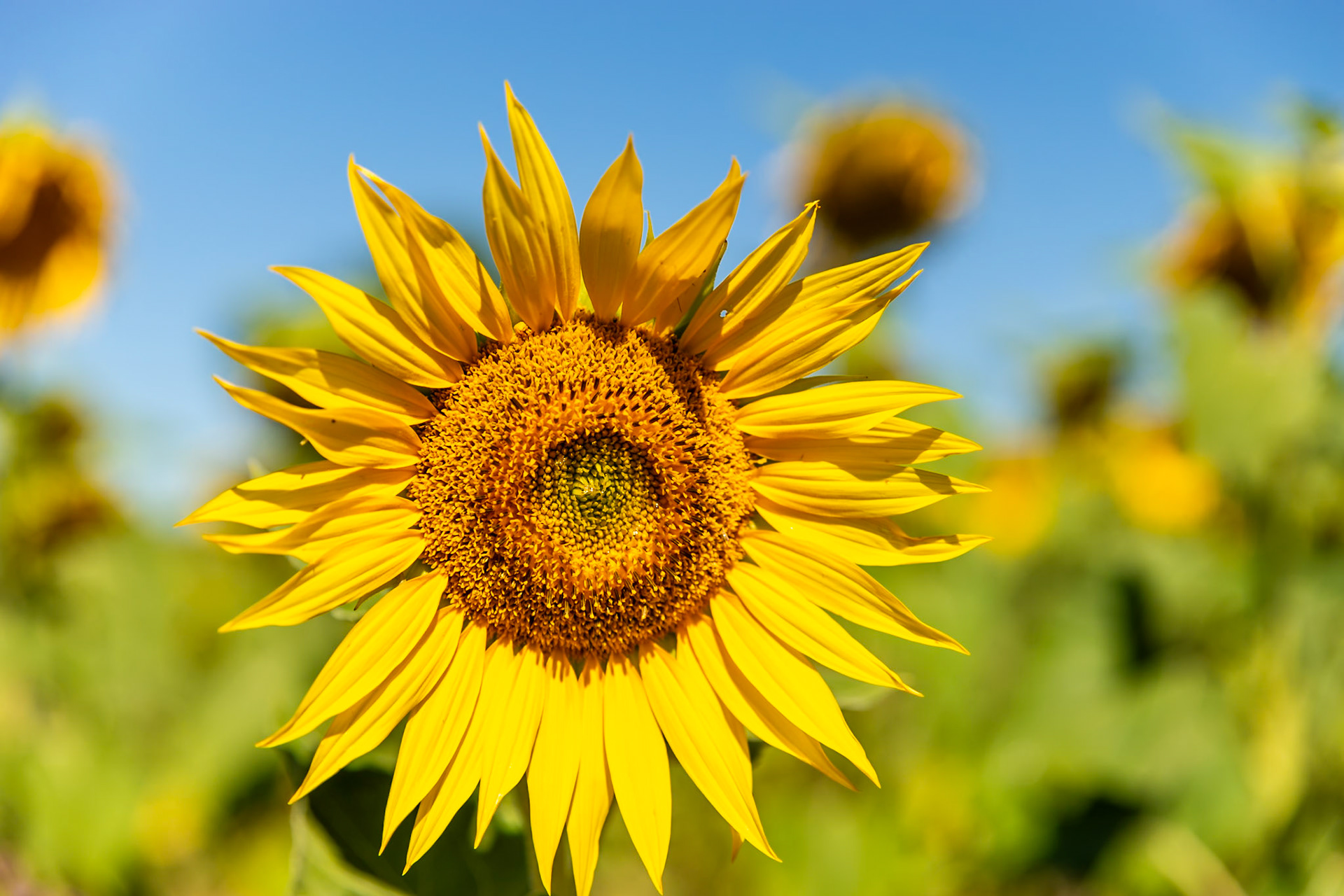La fleur de tournesol constitue un sujet de choix pour réaliser un close-up. Comme pour l'épi de blé le choix d'une profondeur de champ réduite avec une ouverture de f/3,5, met en relief le sujet tout en rendant le fond très flou.