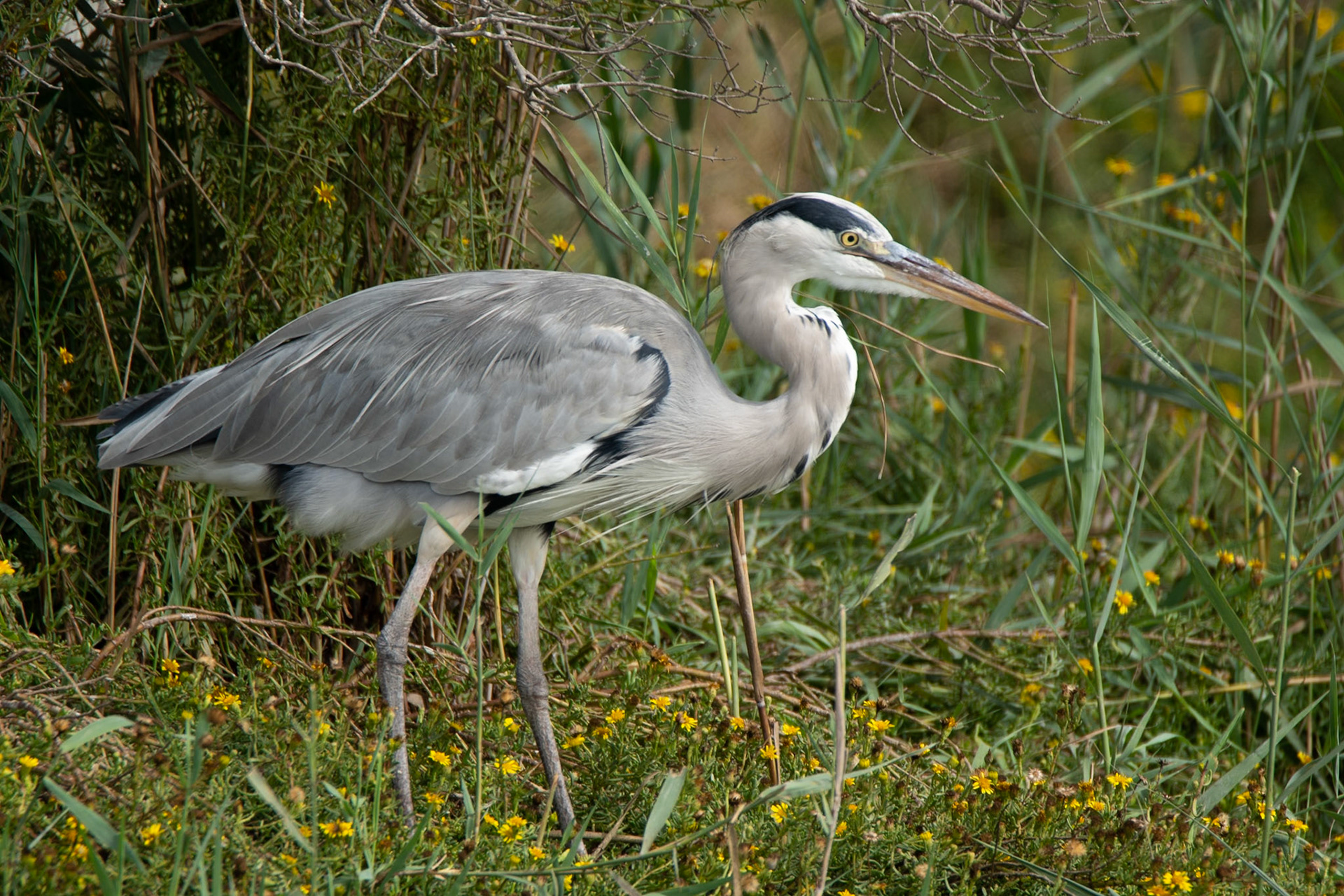 Week-end Camargue - Parc ornithologique Pont de Gau - Saintes Maries de la Mer